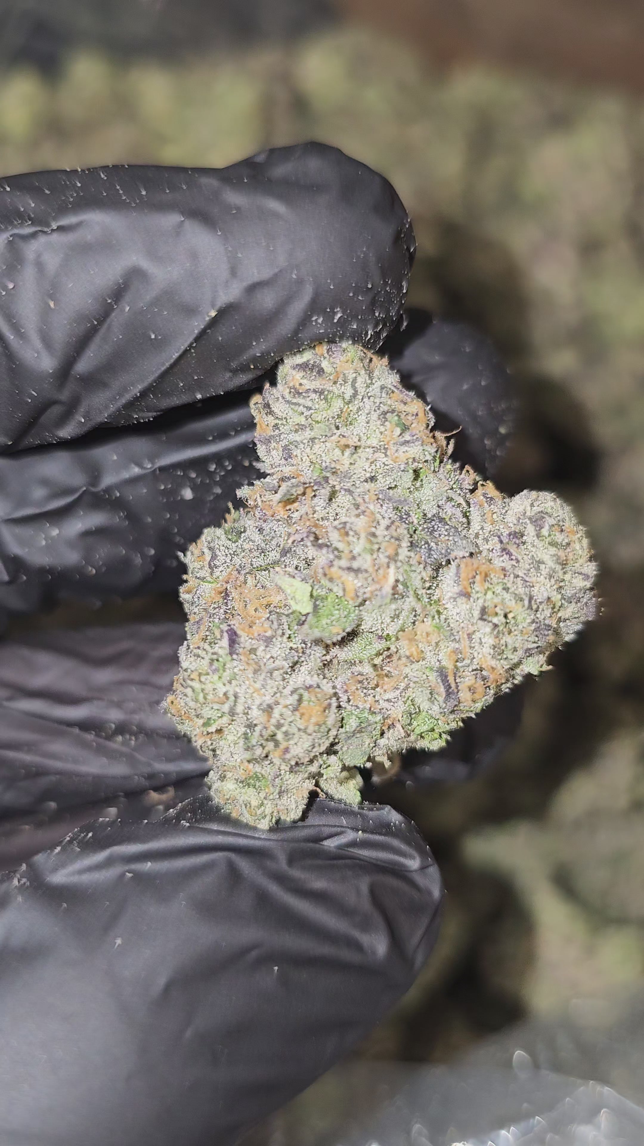 Purple Chem | First Cut Exotics | Flower