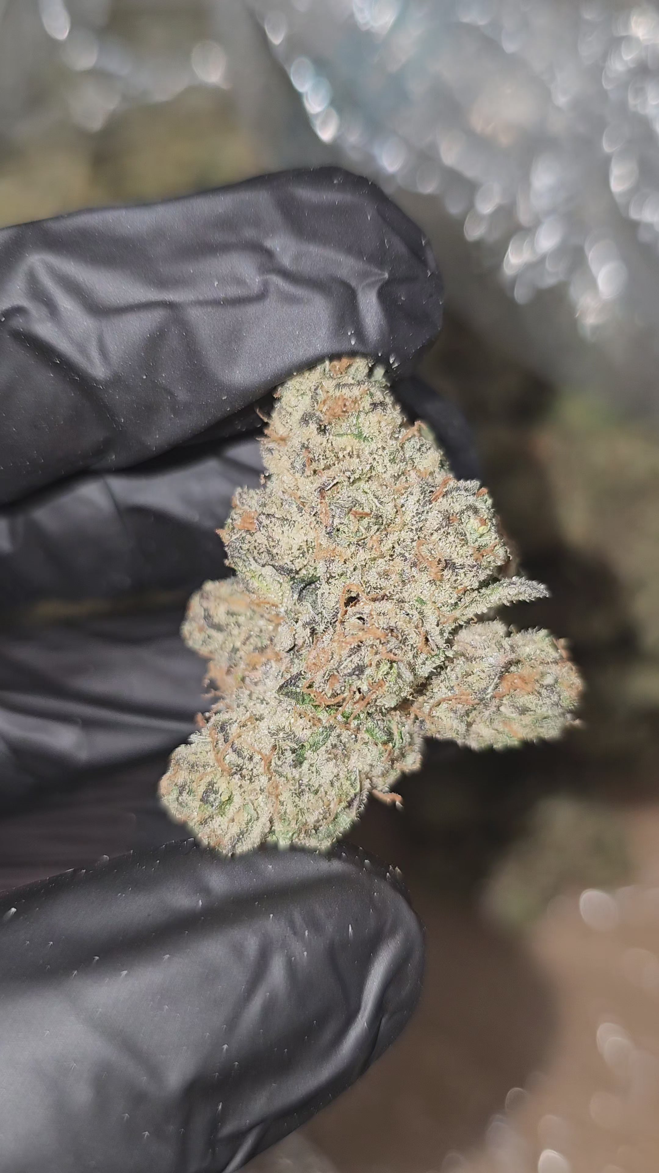 Load video: TimeWreck | First Cut Exclusive | Flower