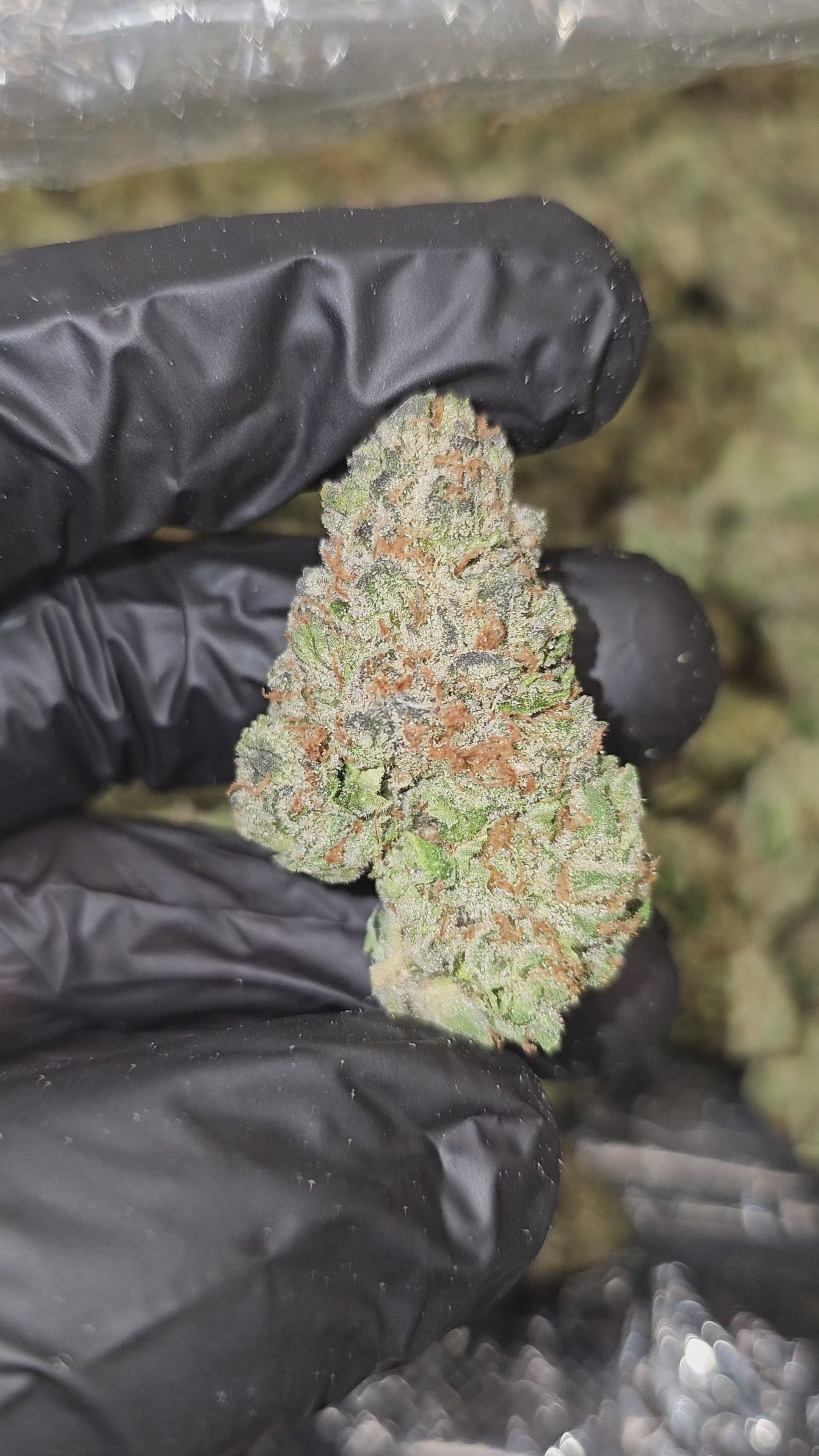 Triple Scoop | Top Shelf | Flower