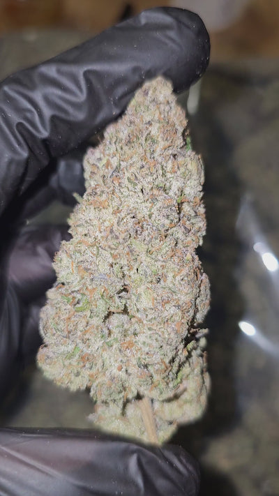 Diesel Jelly | First Cut Exotics | 31% | Flower