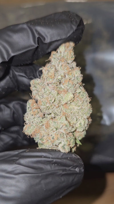Orange Cream | Boutique Exotics Flower | 31%