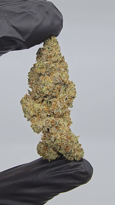 Garlic Icing | Boutique Exotics | Flower | 32.31%