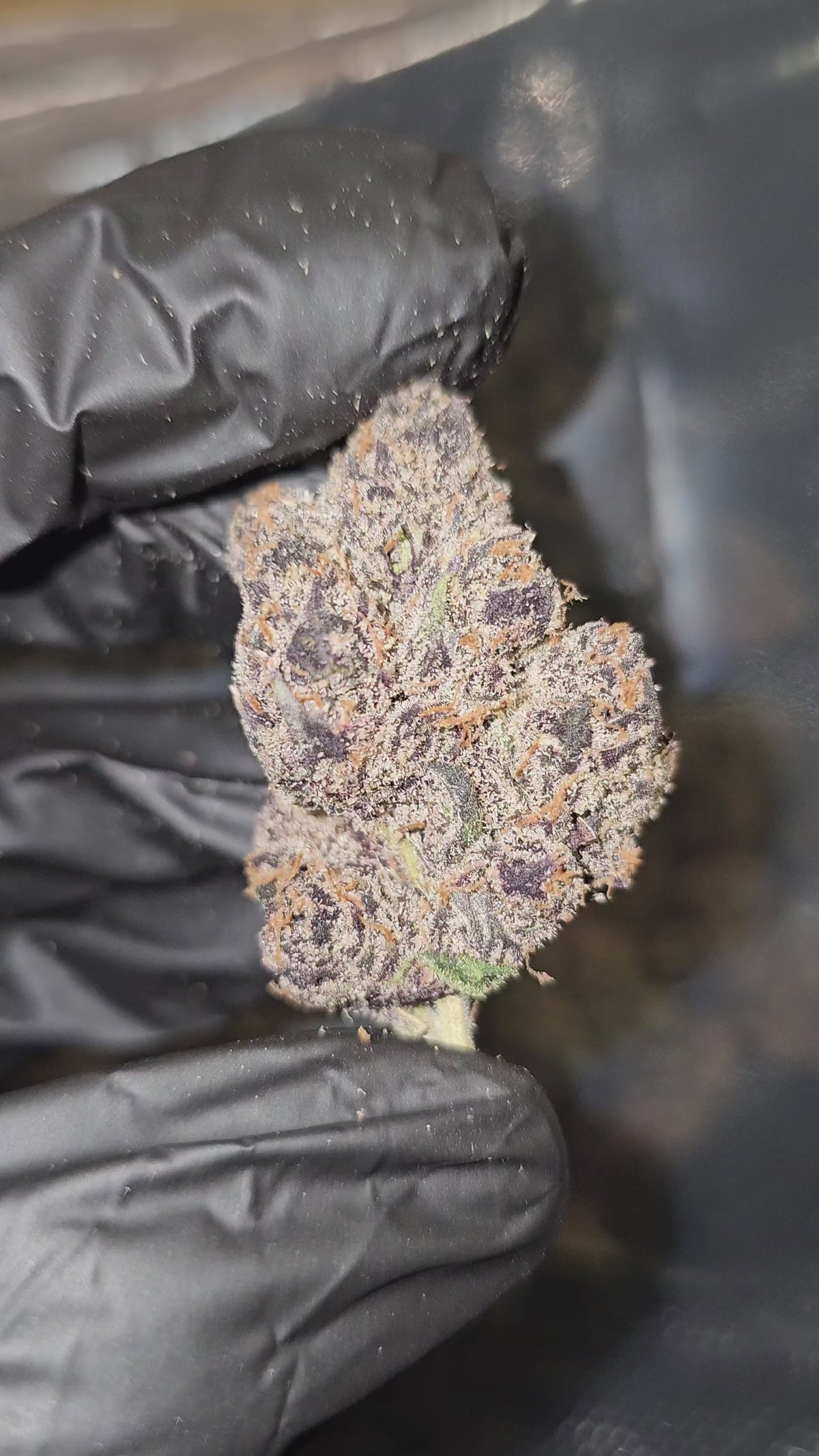 Watermelon Skittlez | First Cut Exotics Flower | ON SALE