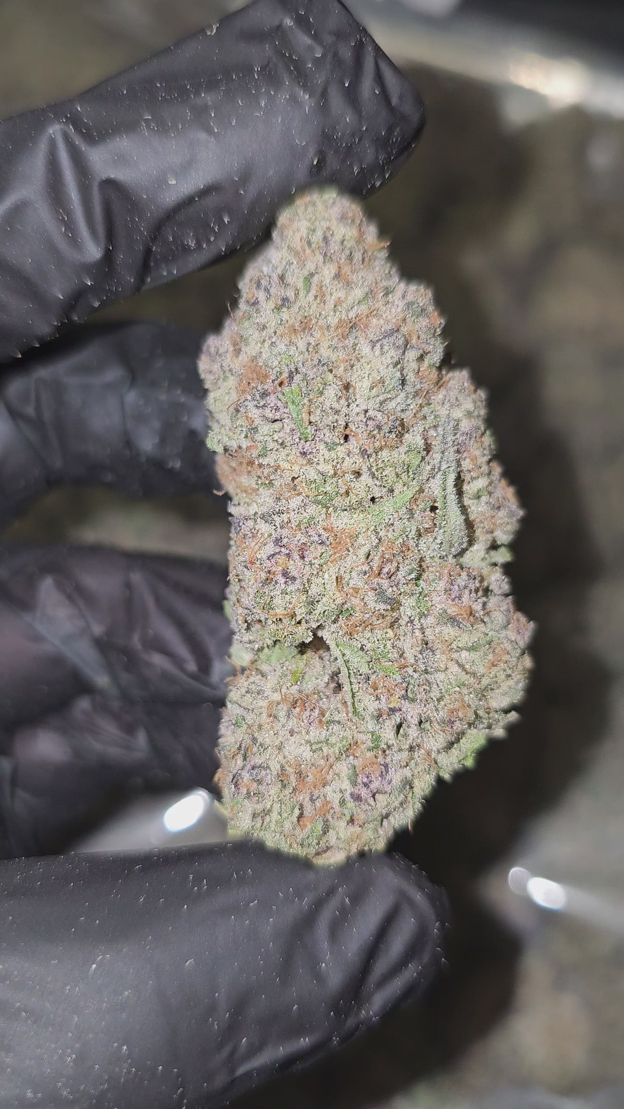 Royal Kush | Boutique Exotics | Flower | On Sale - Members Only