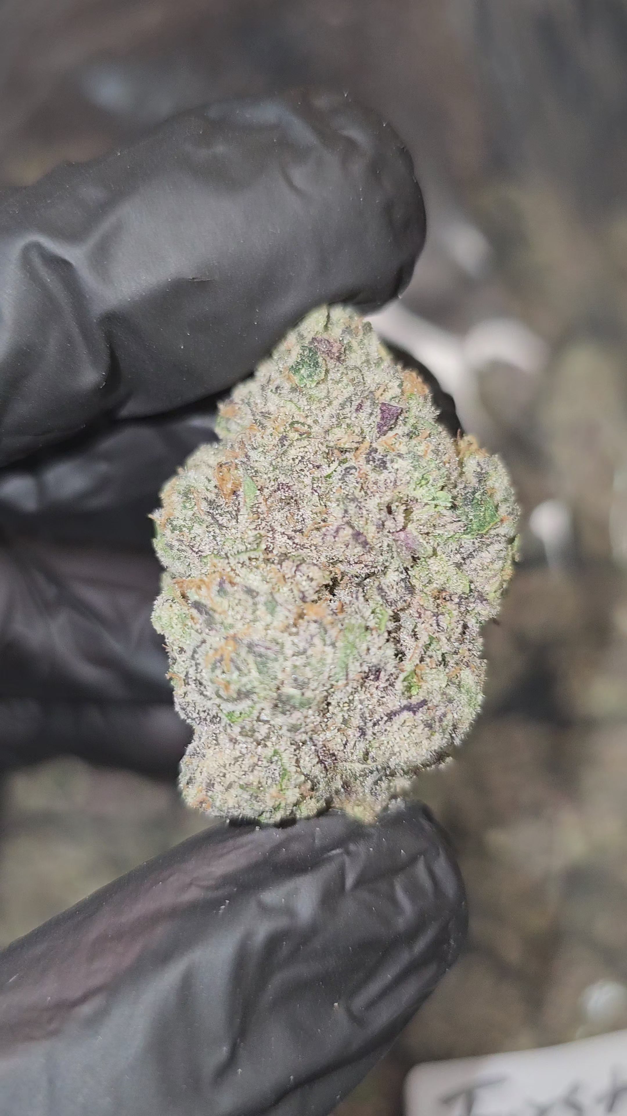 Load video: Gaz Money | First Cut Exotics | Flower | 30%