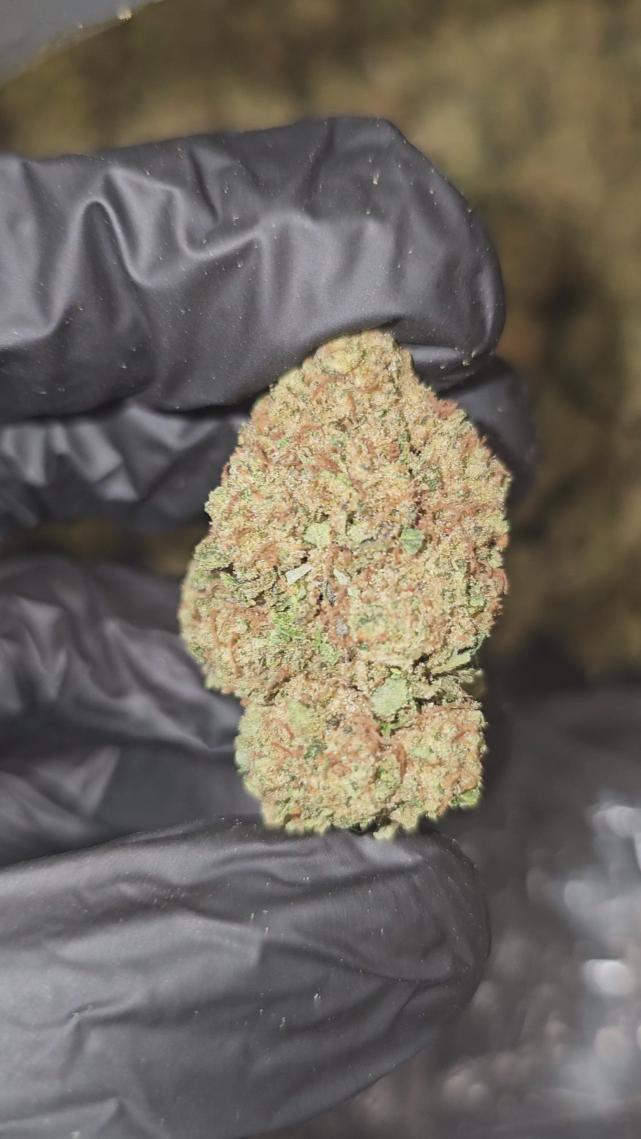 Load video: Illuminati OG | Top Shelf | Flower | On Sale