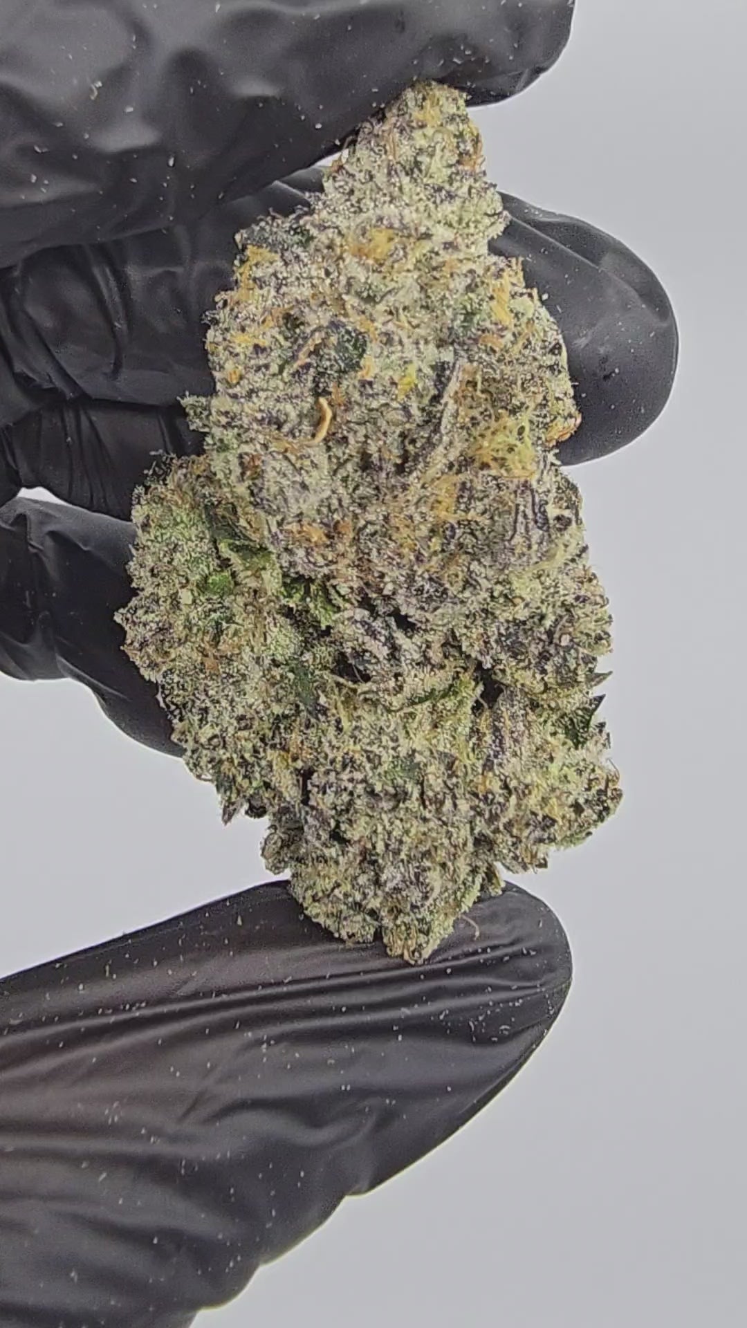 GMO x ICC | First Cut Exotics | Flower