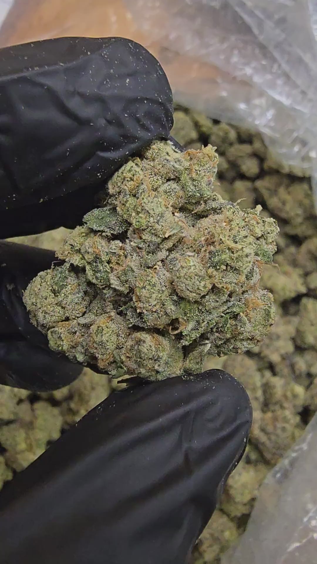 Load video: Berry Pie | Top Tier | Flower