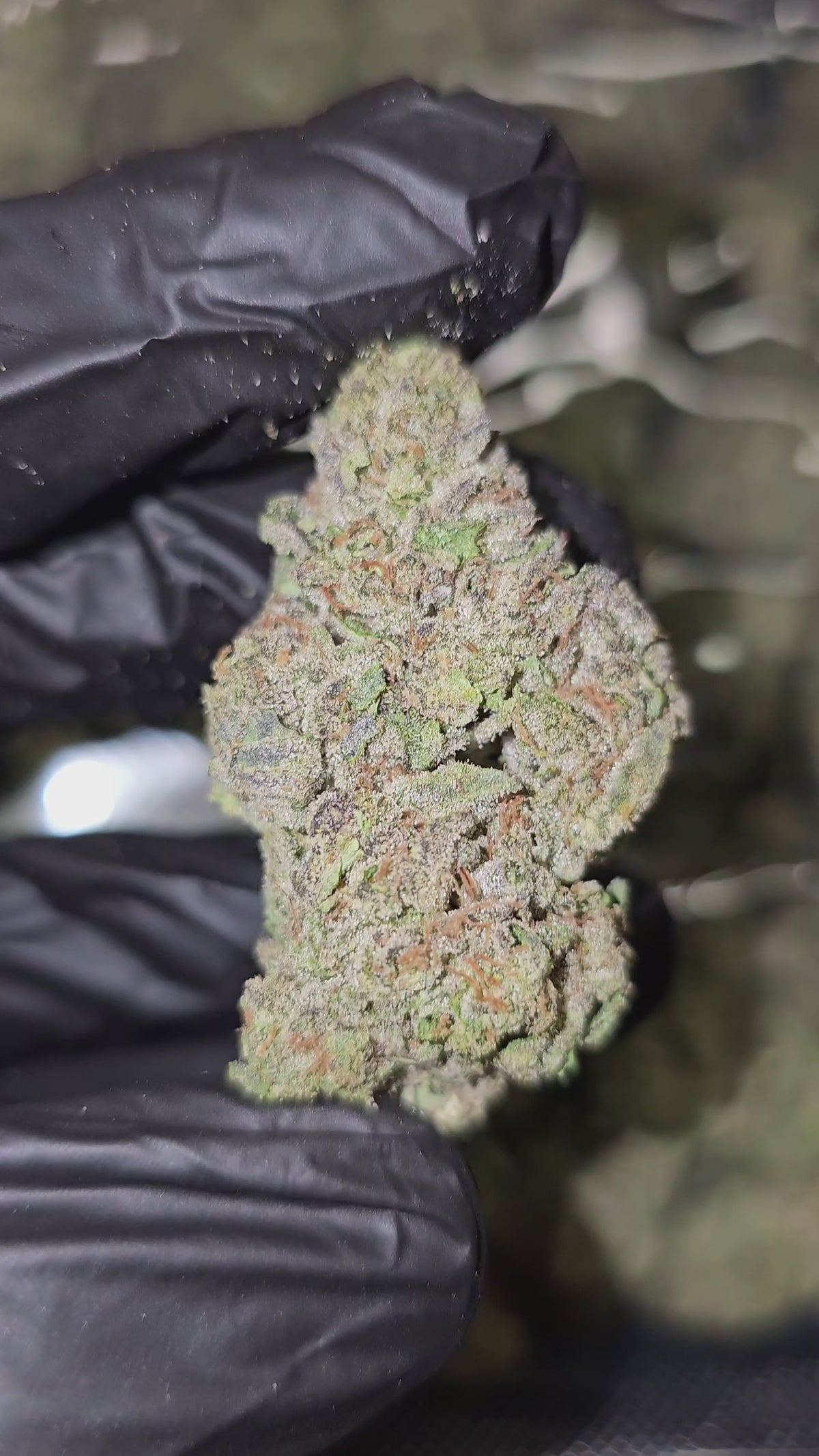 Load video: Shake Shack | Boutique Exotics Flower | On Sale