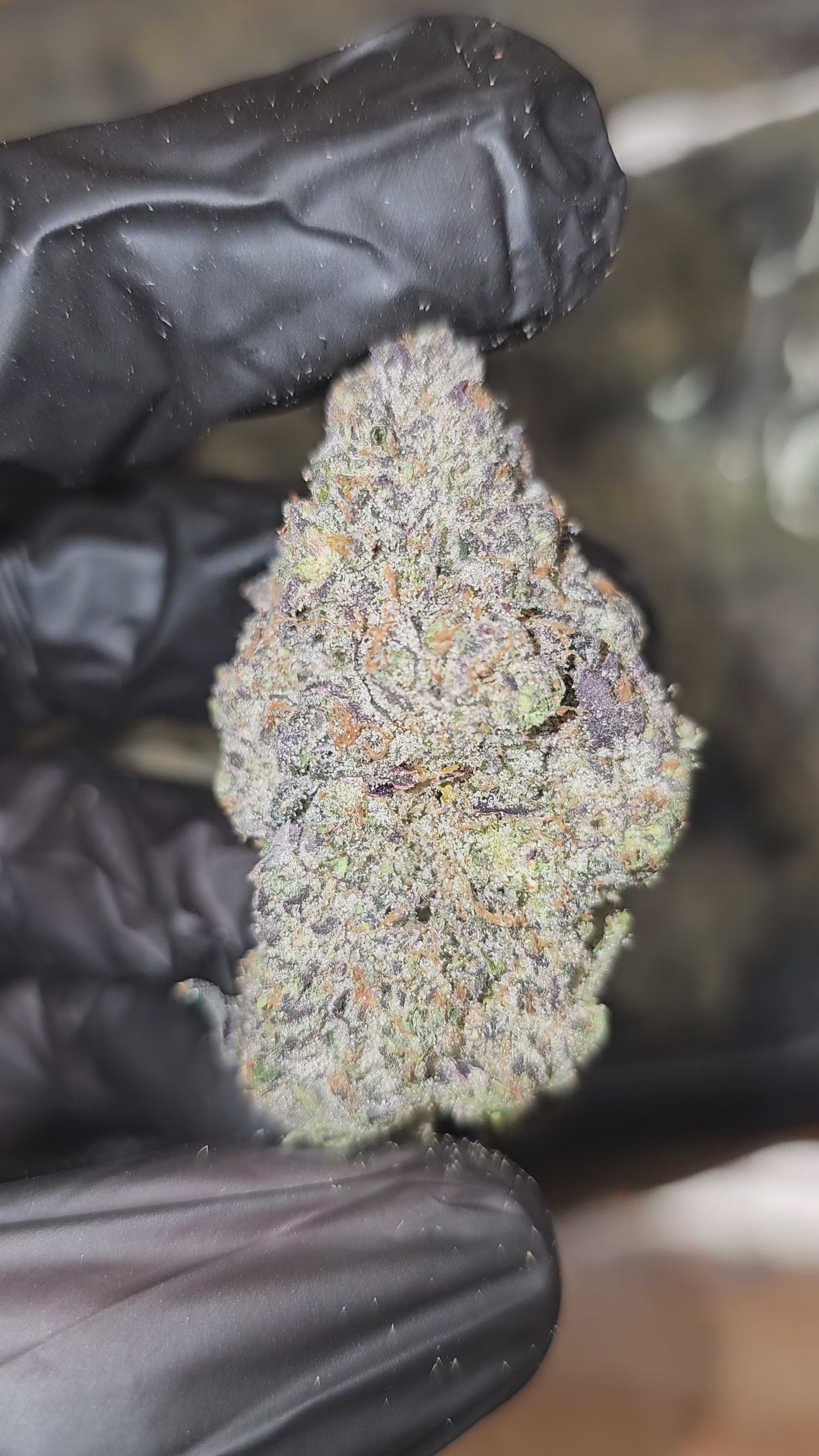 Purple Kush | First Cut Exotics | Flower | ON SALE