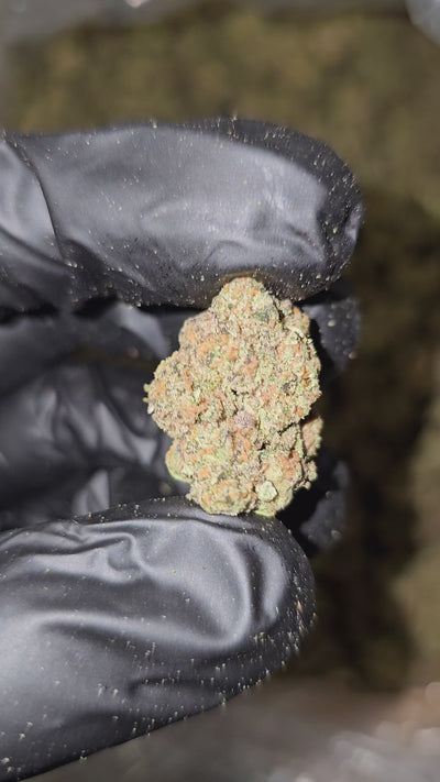 Black Runtz | Top Shelf | Flower | On Sale