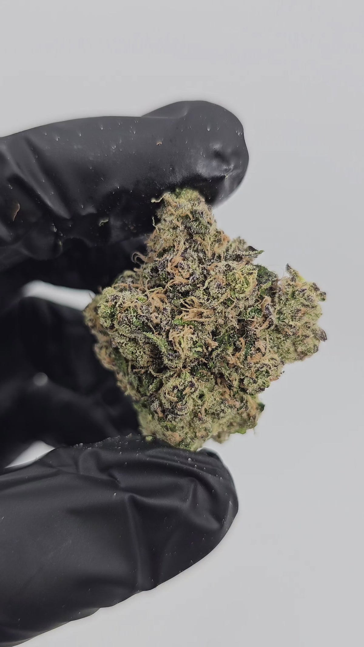 Blue Dream | First Cut Exotics | Flower 36%