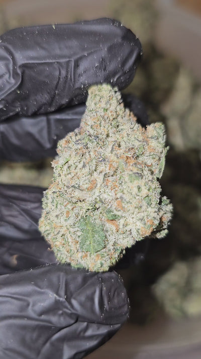 KK Sherbet | Boutique Exotics | Flower | 31.39% | On Sale - Members Only