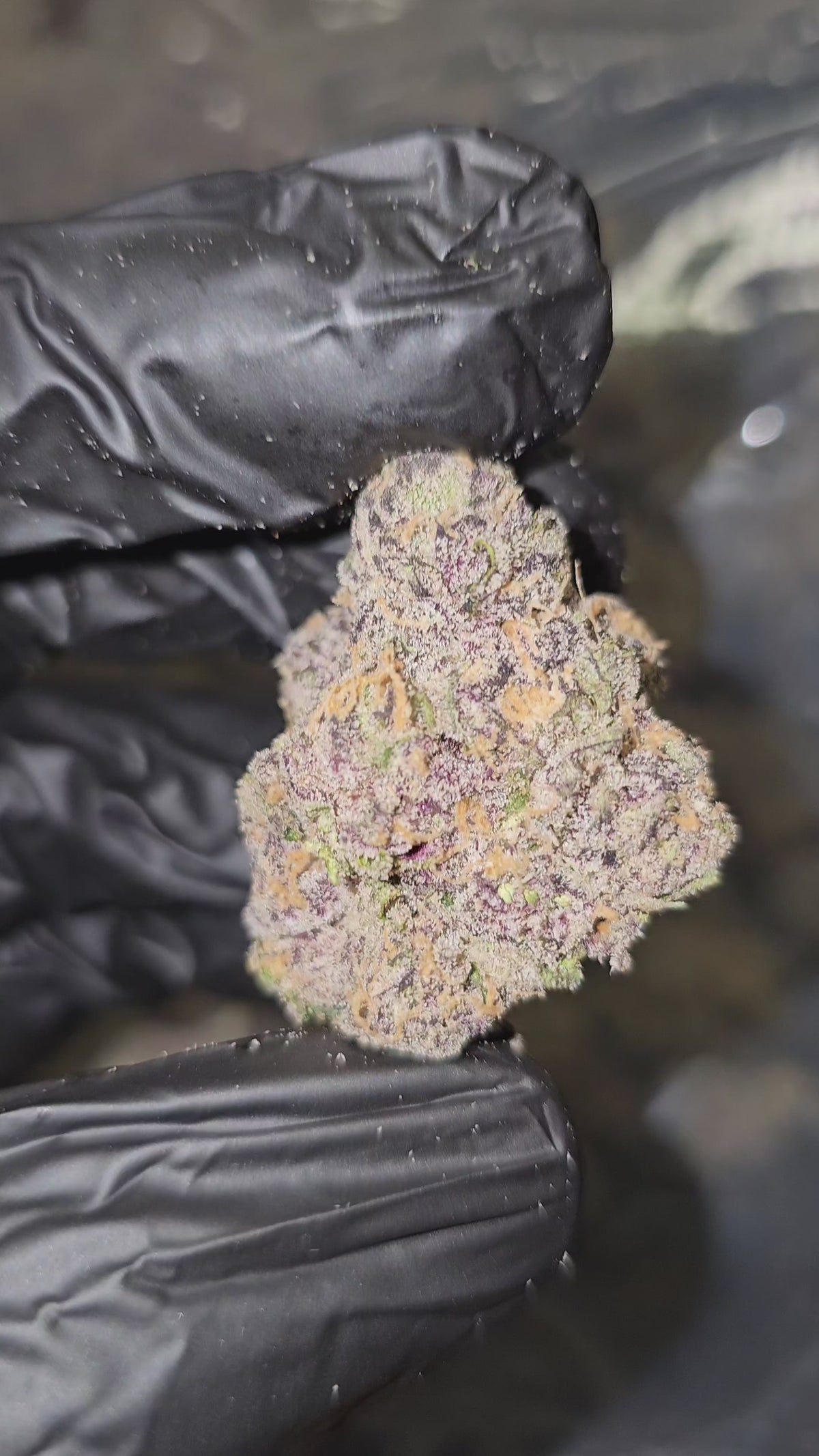 Black Onion | First Cut Exotics | Flower