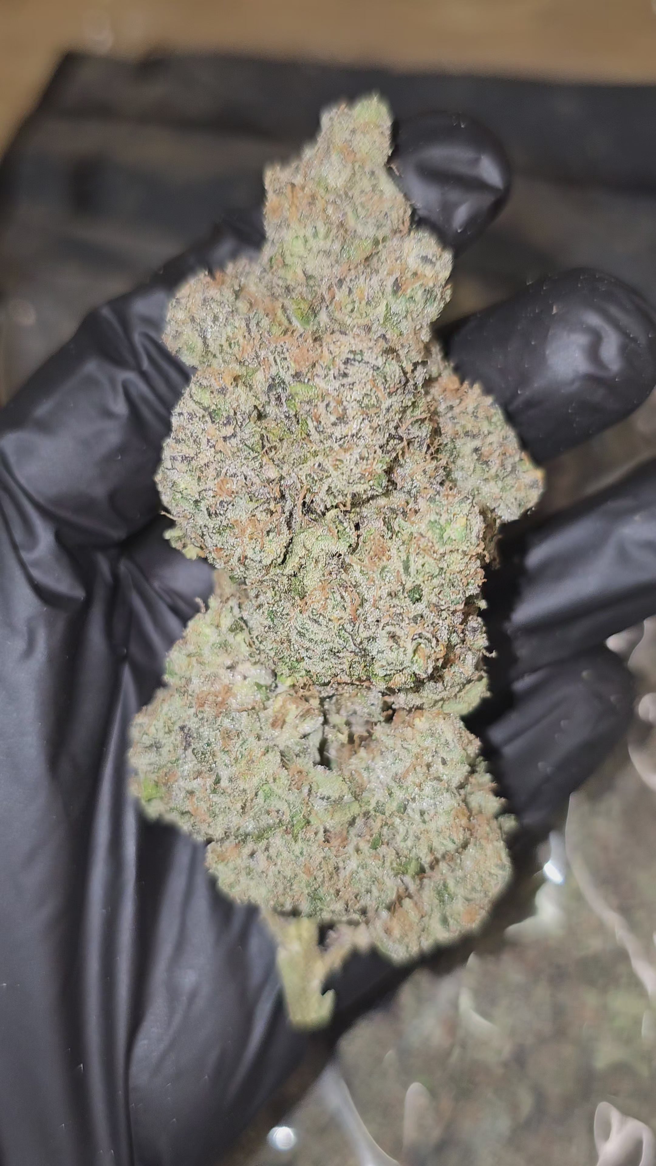 Load video: Fruit Stripes | First Cut Exotics | Flower