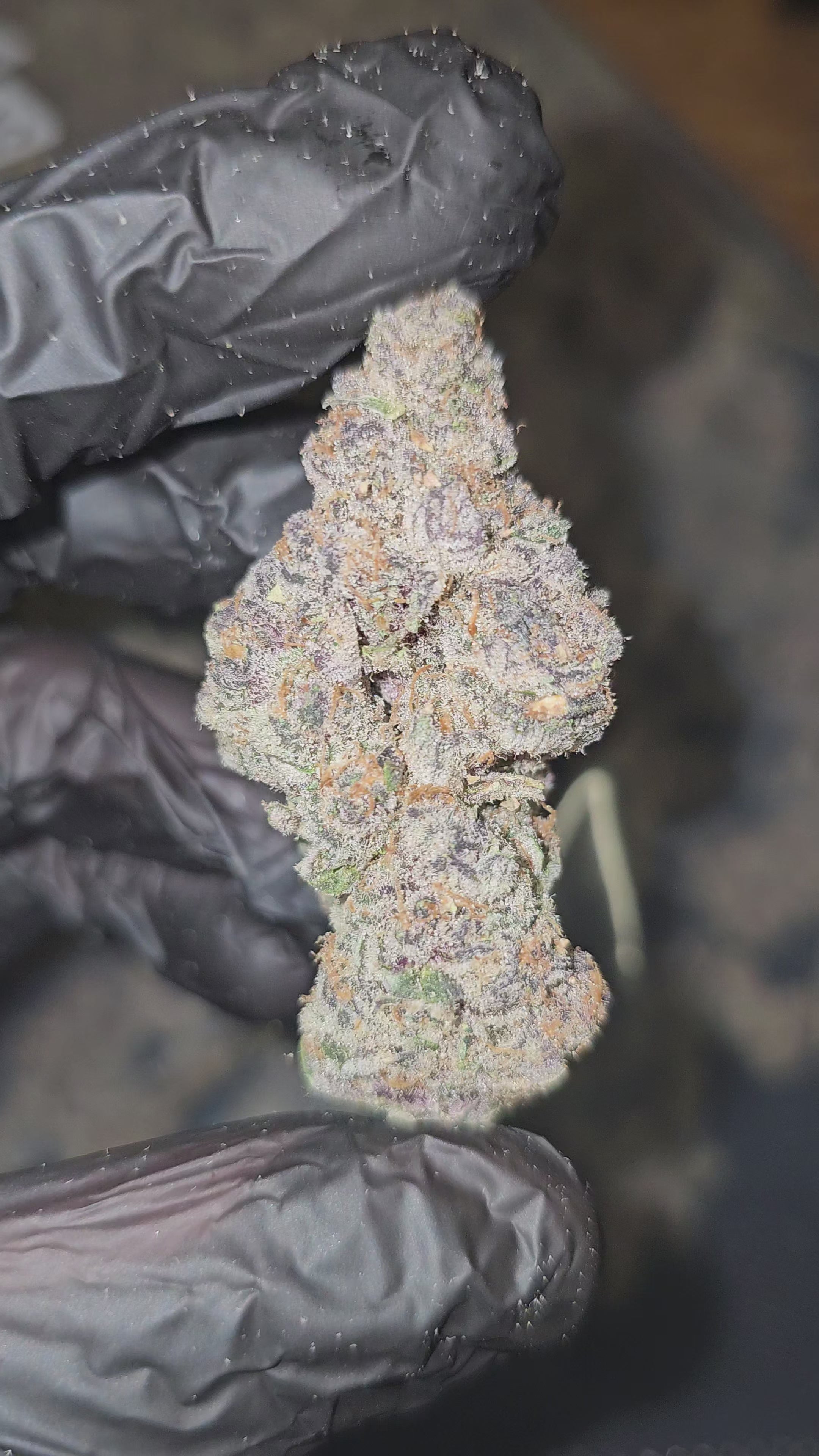 Cherry Poppers | First Cut Exotics | 35% | Flower