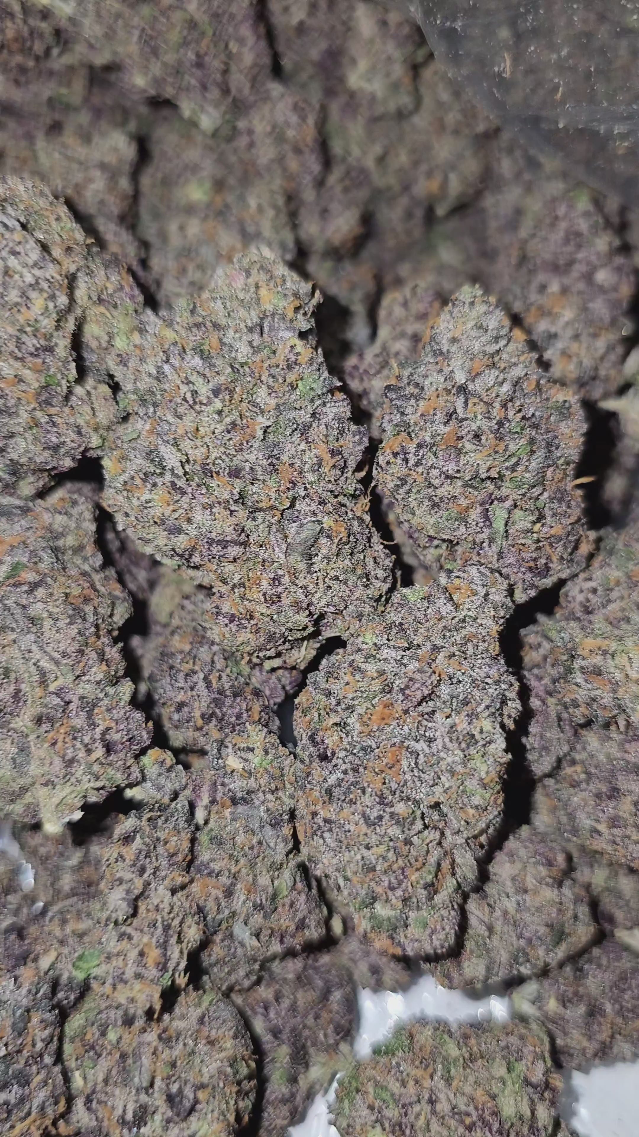 Old Money | Boutique Exotics | 32% | Flower