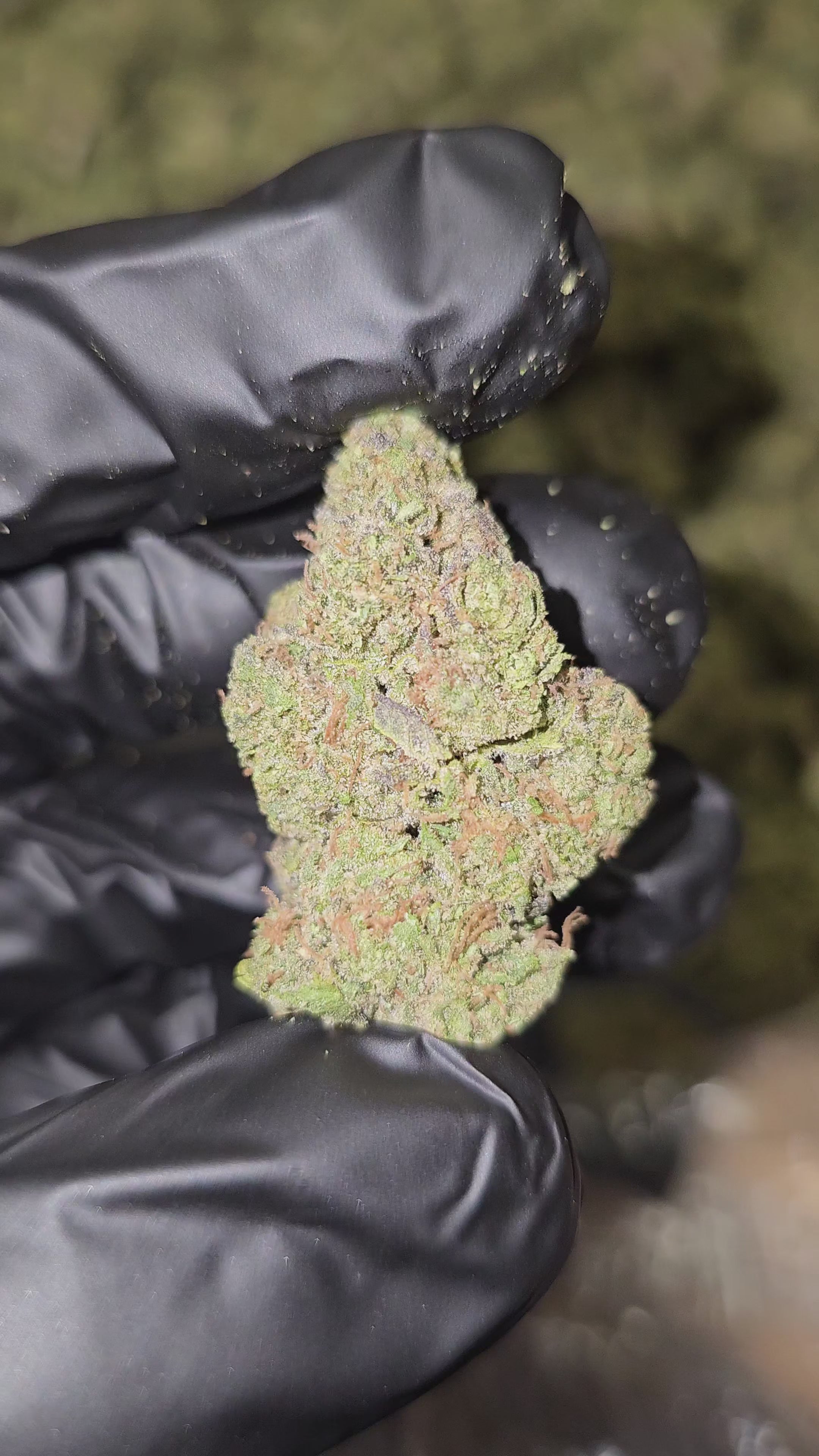 Atomic Apple | Top Shelf Flower