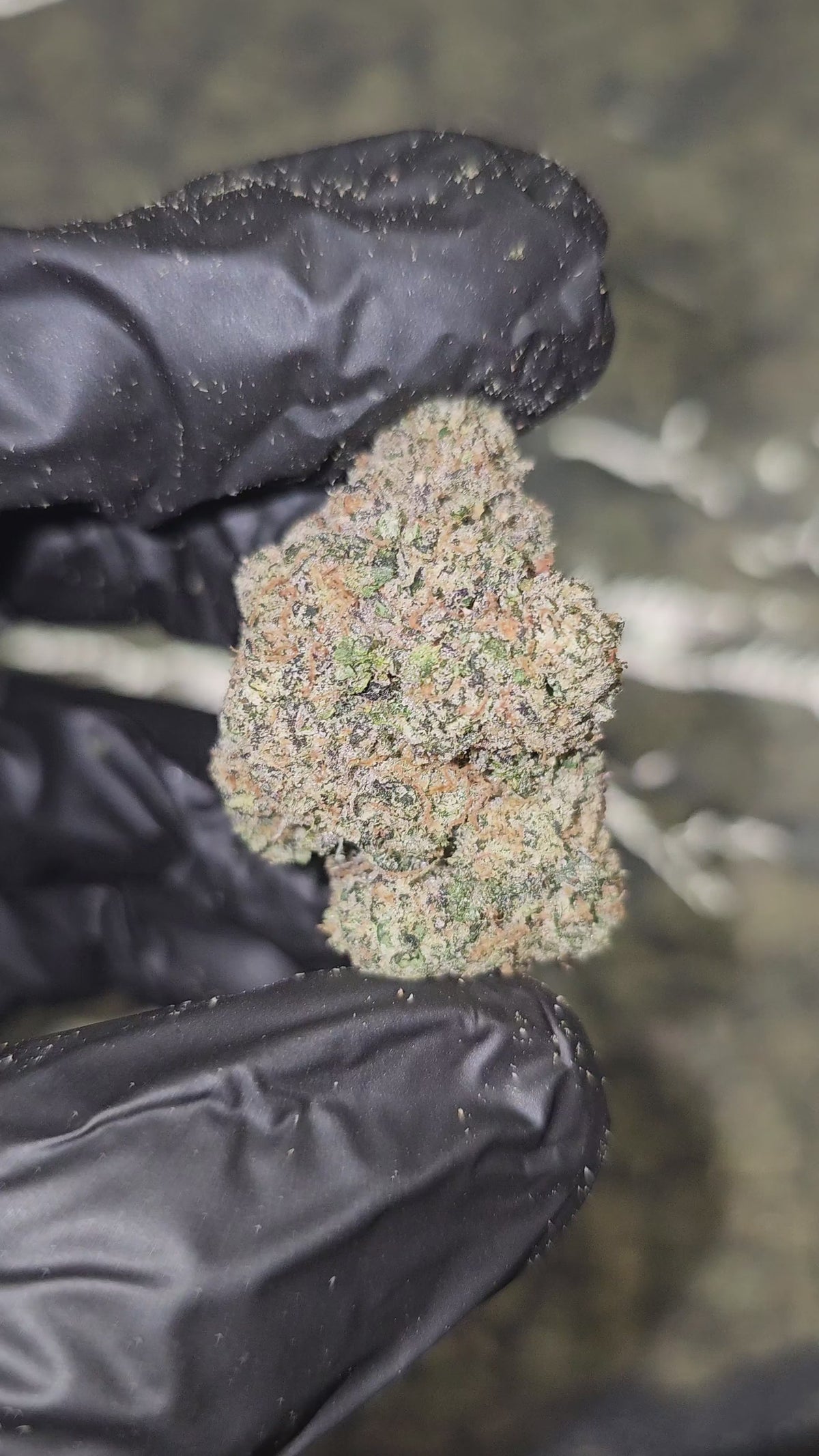 Cherry Fire | Boutique Exotics Flower | 30%
