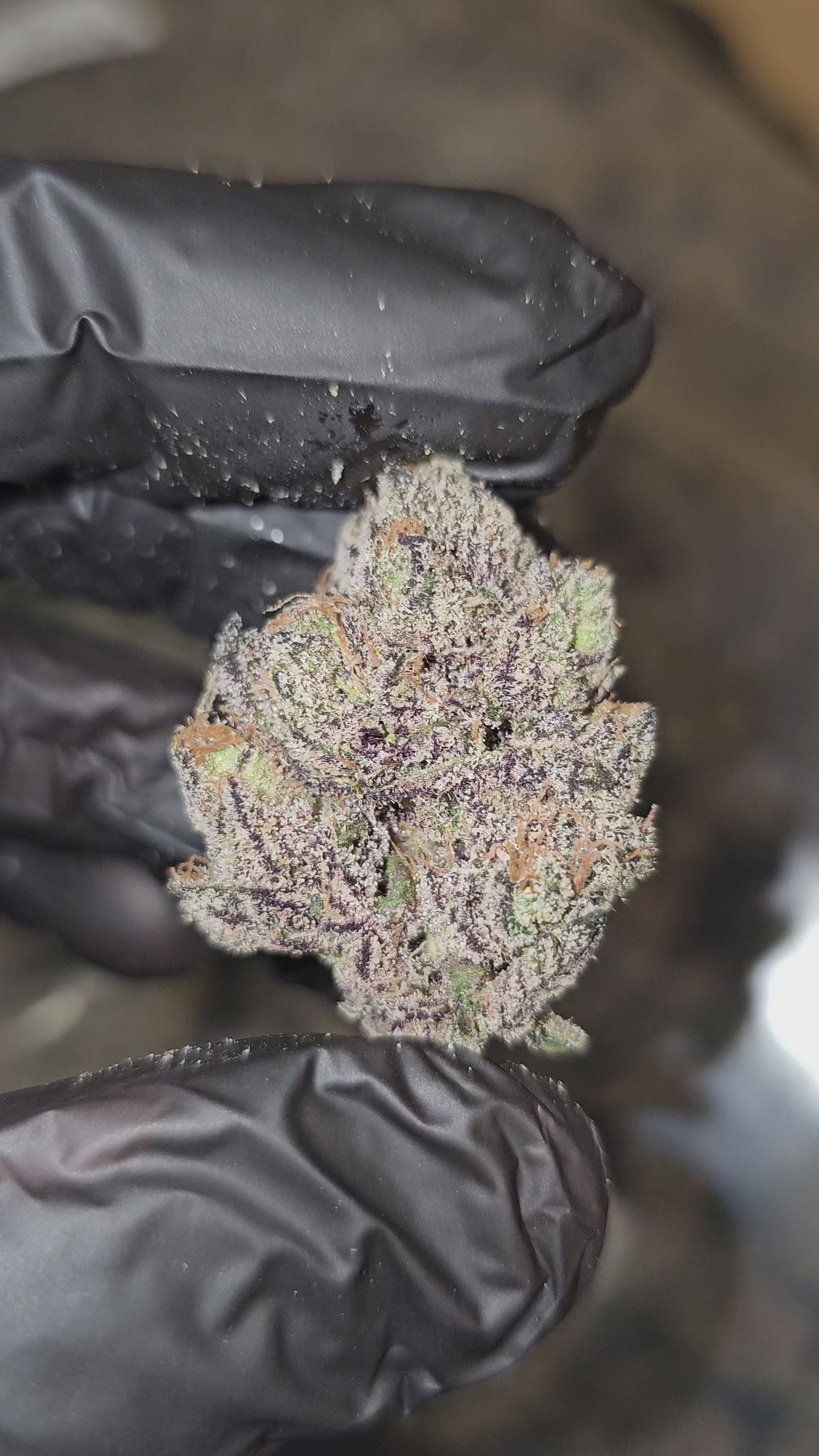 Lemon Cherry Face | First Cut Exotics | 32% | Flower