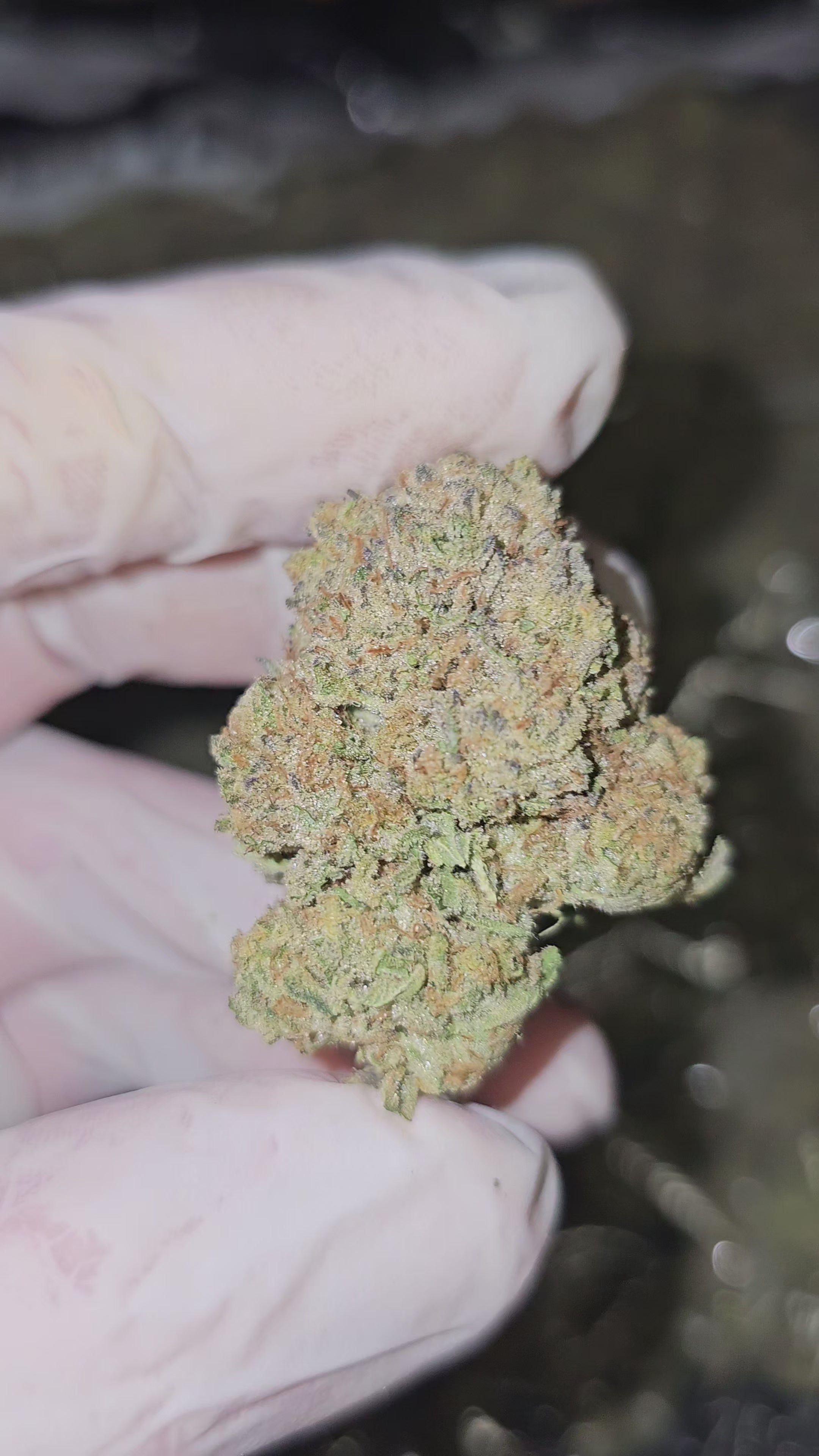 Pineapple Express | Top Shelf | Flower | On Sale