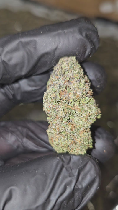 Blue Gushers | Top Shelf | 35% | Flower | On Sale