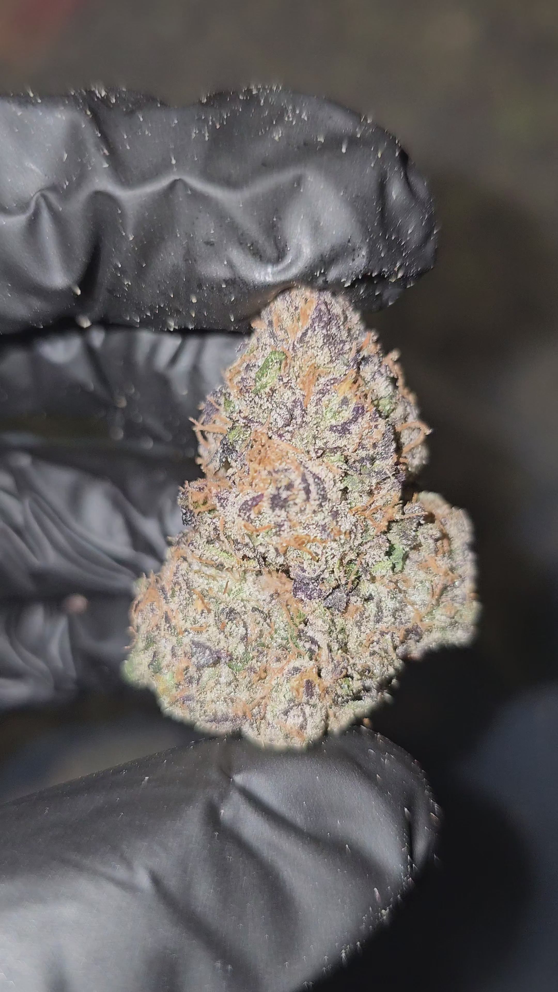 Lollipop | First Cut Exotics | Flower