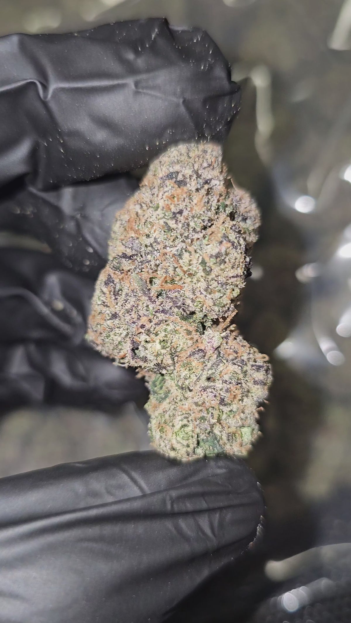 Mango Mentality | Boutique Exotics Flower | 31%
