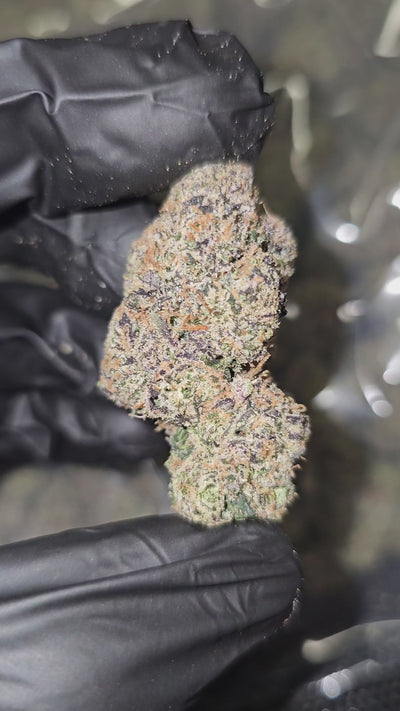 Mango Mentality | Boutique Exotics Flower | 31%