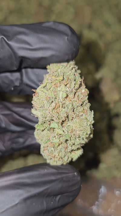 Jack Koolato | Boutique Exotics | Flower | On Sale