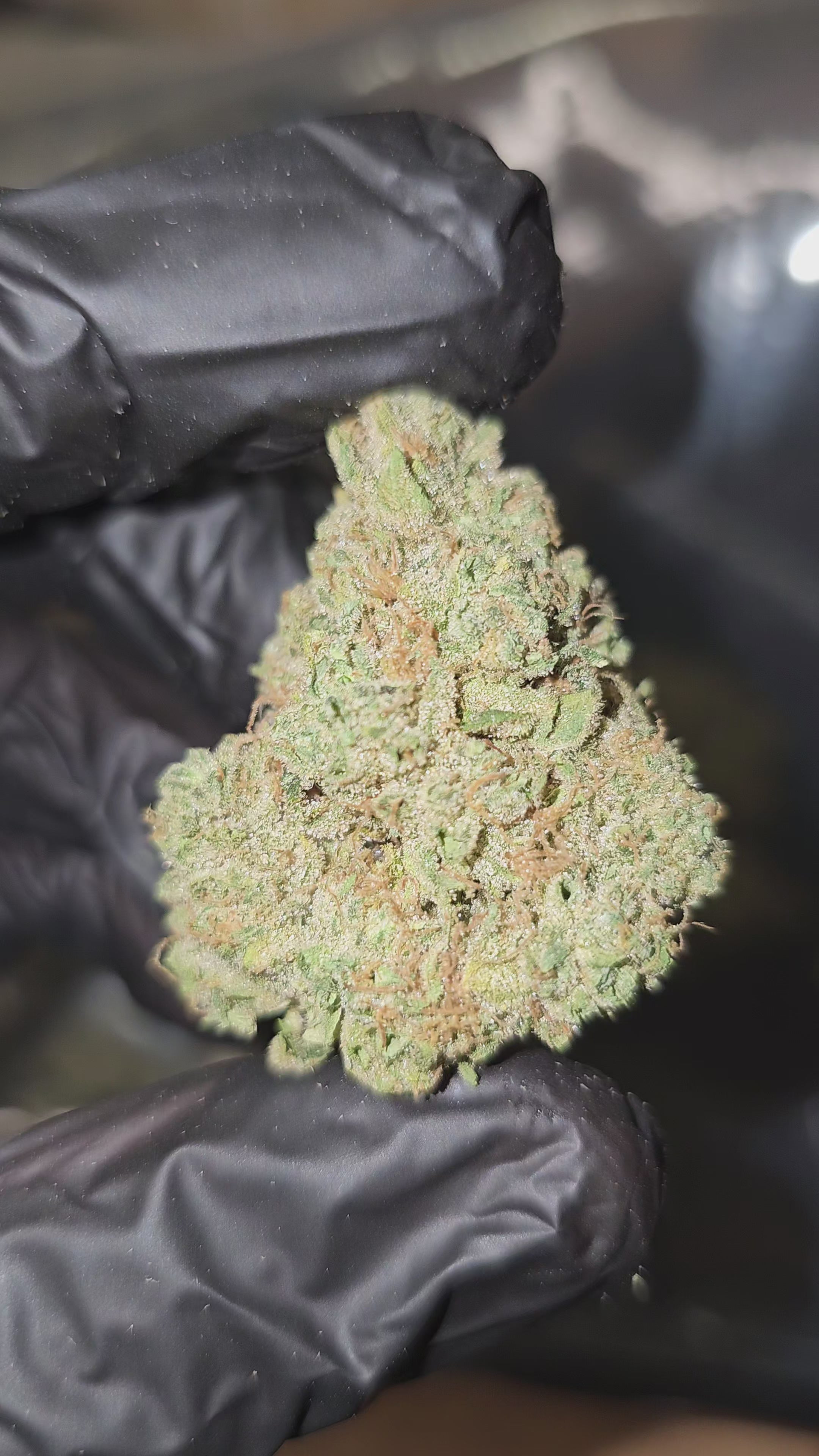 Maple Fumez | Boutique Exotics | Flower