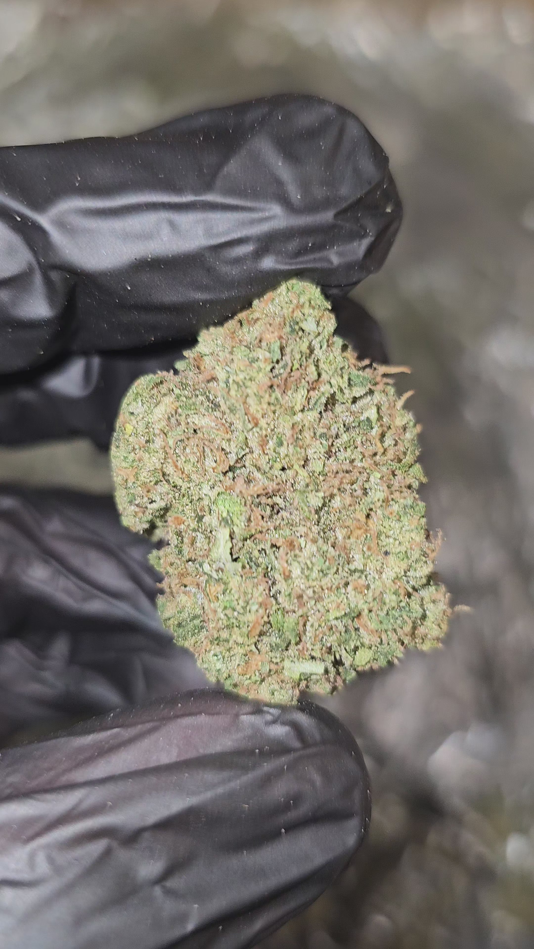 Pipe Dream | Top Shelf | Flower | ON SALE