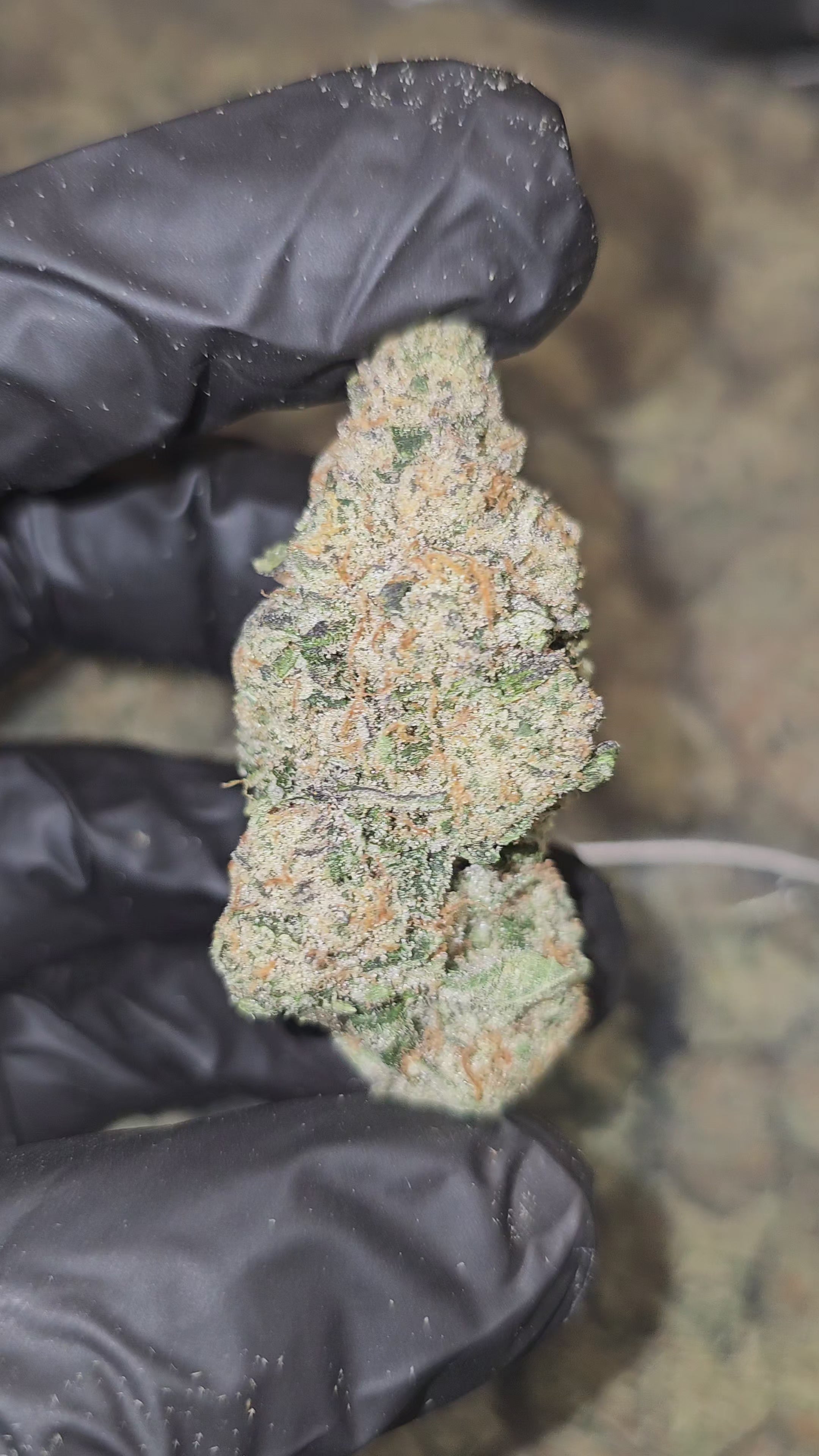 Load video: Frog Poison | First Cut Exotics | Flower | 7 Gram Packs