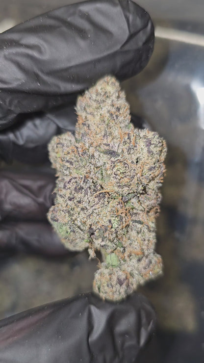 Lemon Cherry Milk | First Cut Exotics | Flower | ON SALE