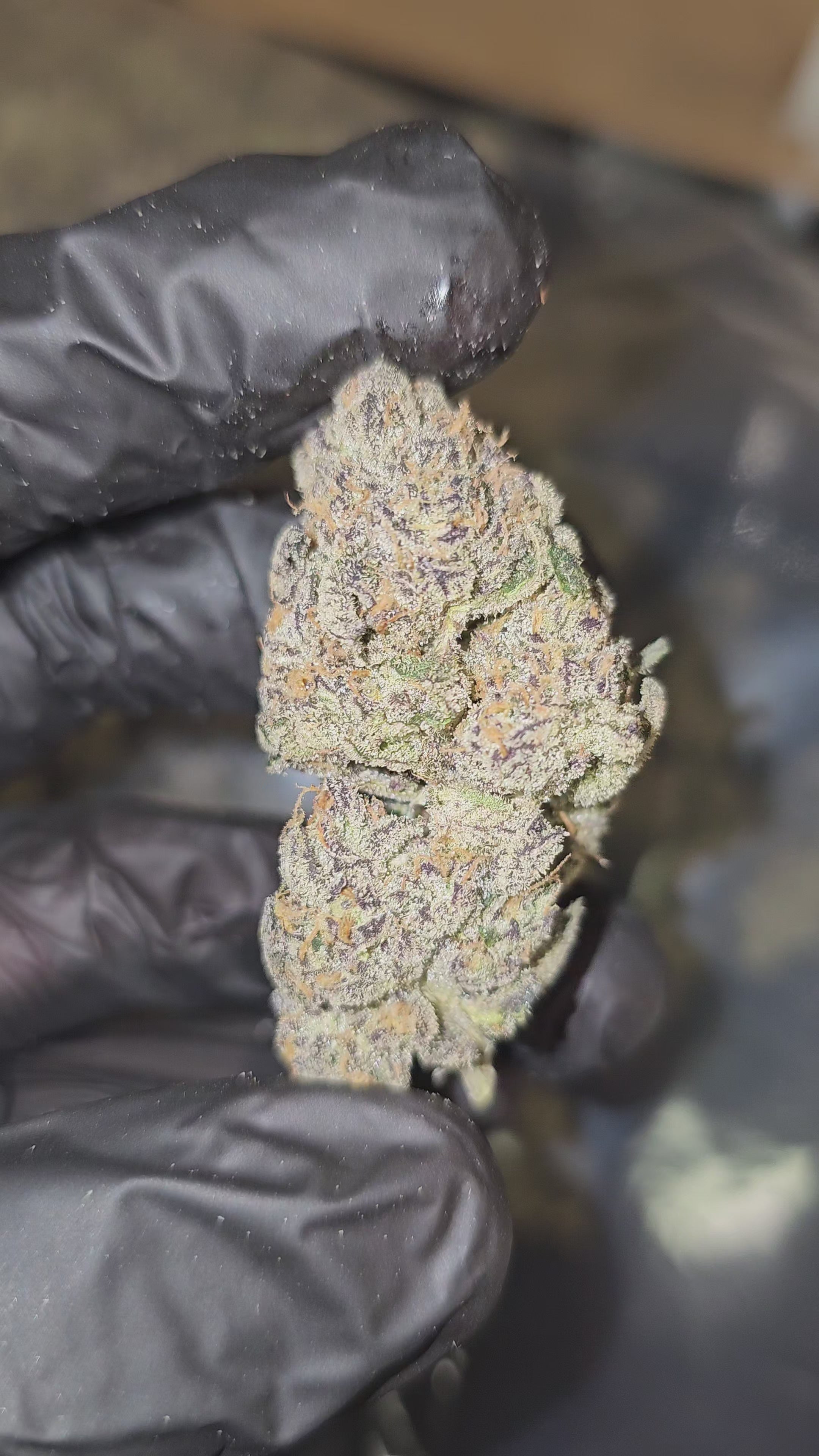 Garlic Butter | First Cut Exotics | 32% | Flower