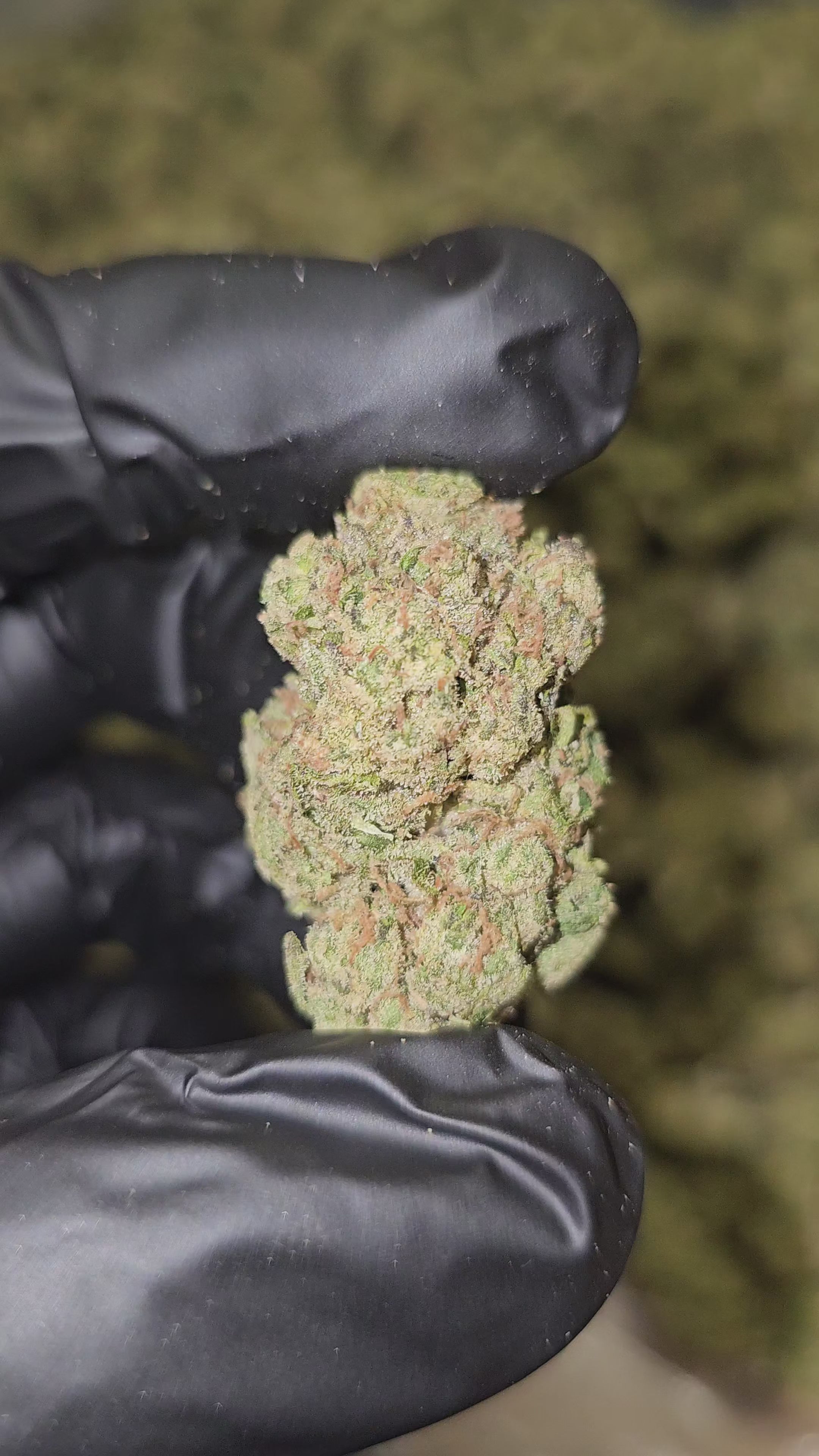 Cherry Burst | Top Shelf Flower