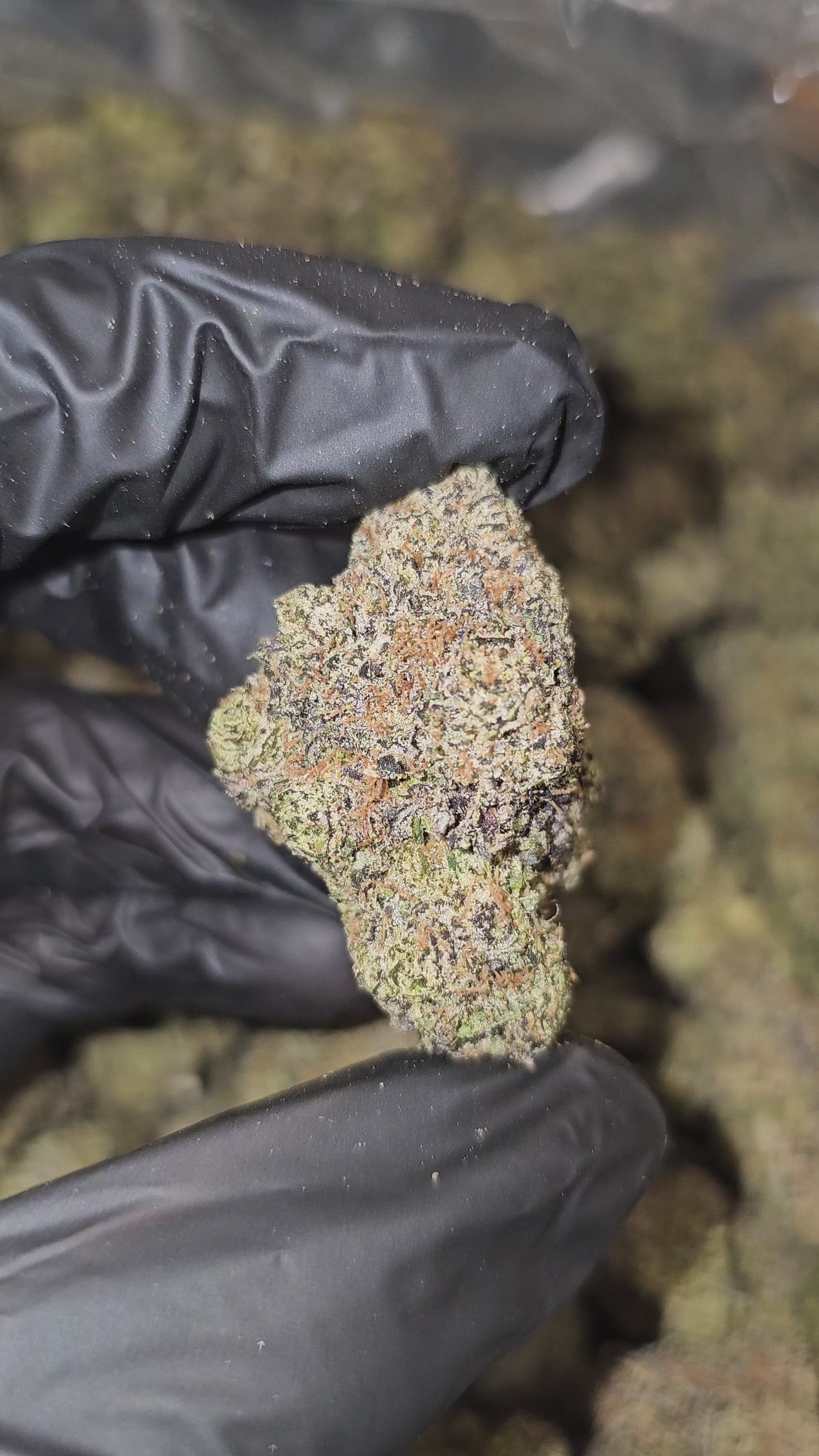 Black Runtz | Top Tier | Flower