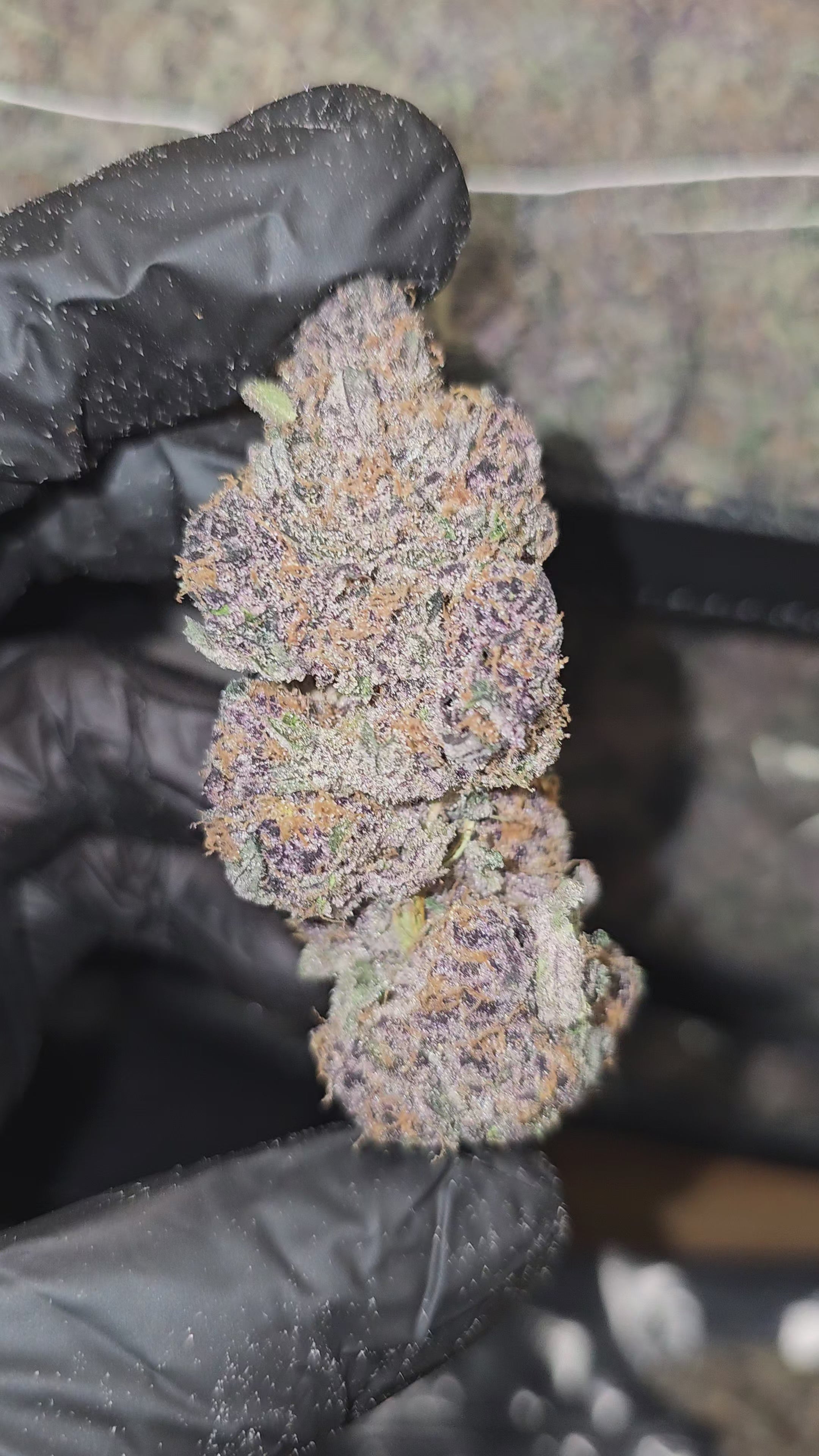 Load video: BlockBerry | First Cut Exotics | Flower