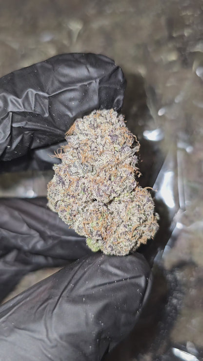 Blueberry Crumble | First Cut Exclusive | Flower