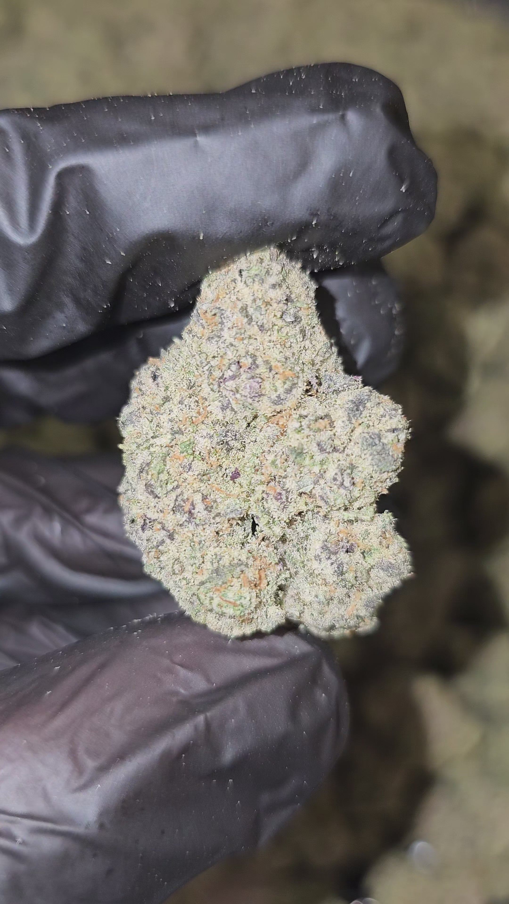 Load video: 818 Headband | Boutique Exotics | Flower | MEMBERS ONLY DEAL