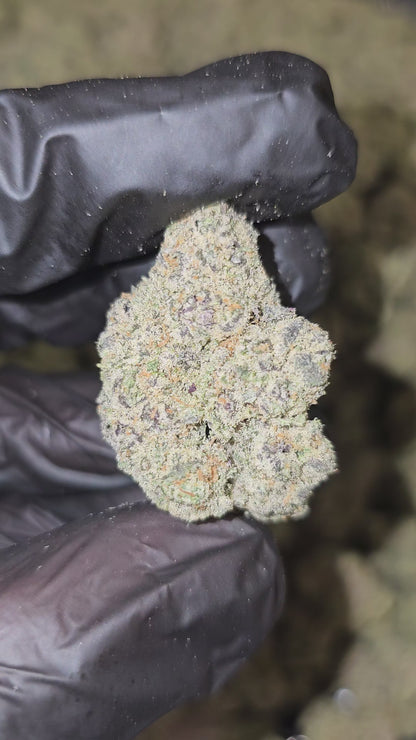 818 Headband | Boutique Exotics | Flower | MEMBERS ONLY DEAL