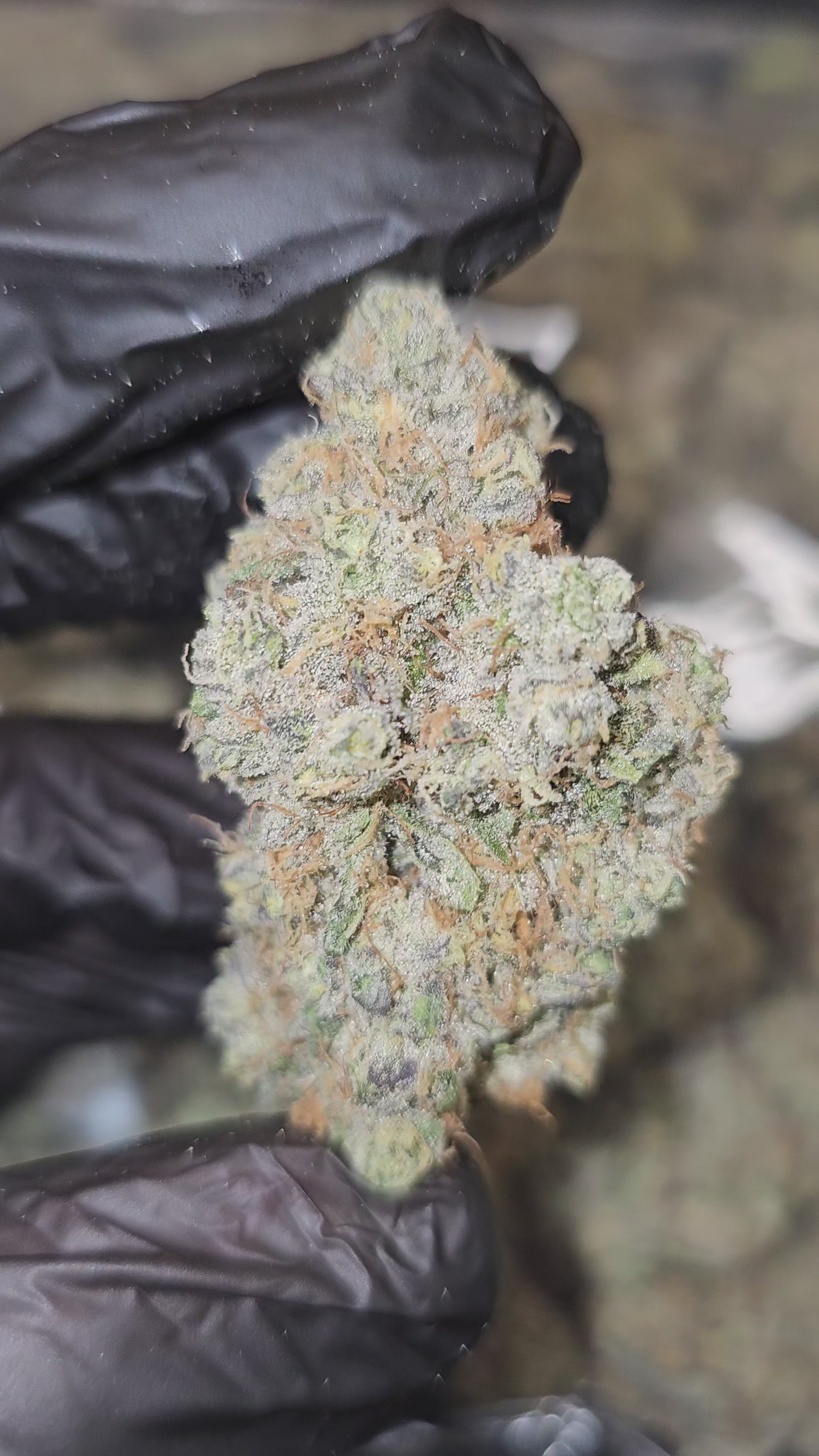 Load video: White Taffi | First Cut Exotics | Flower | 7 Grams Packs | 34%