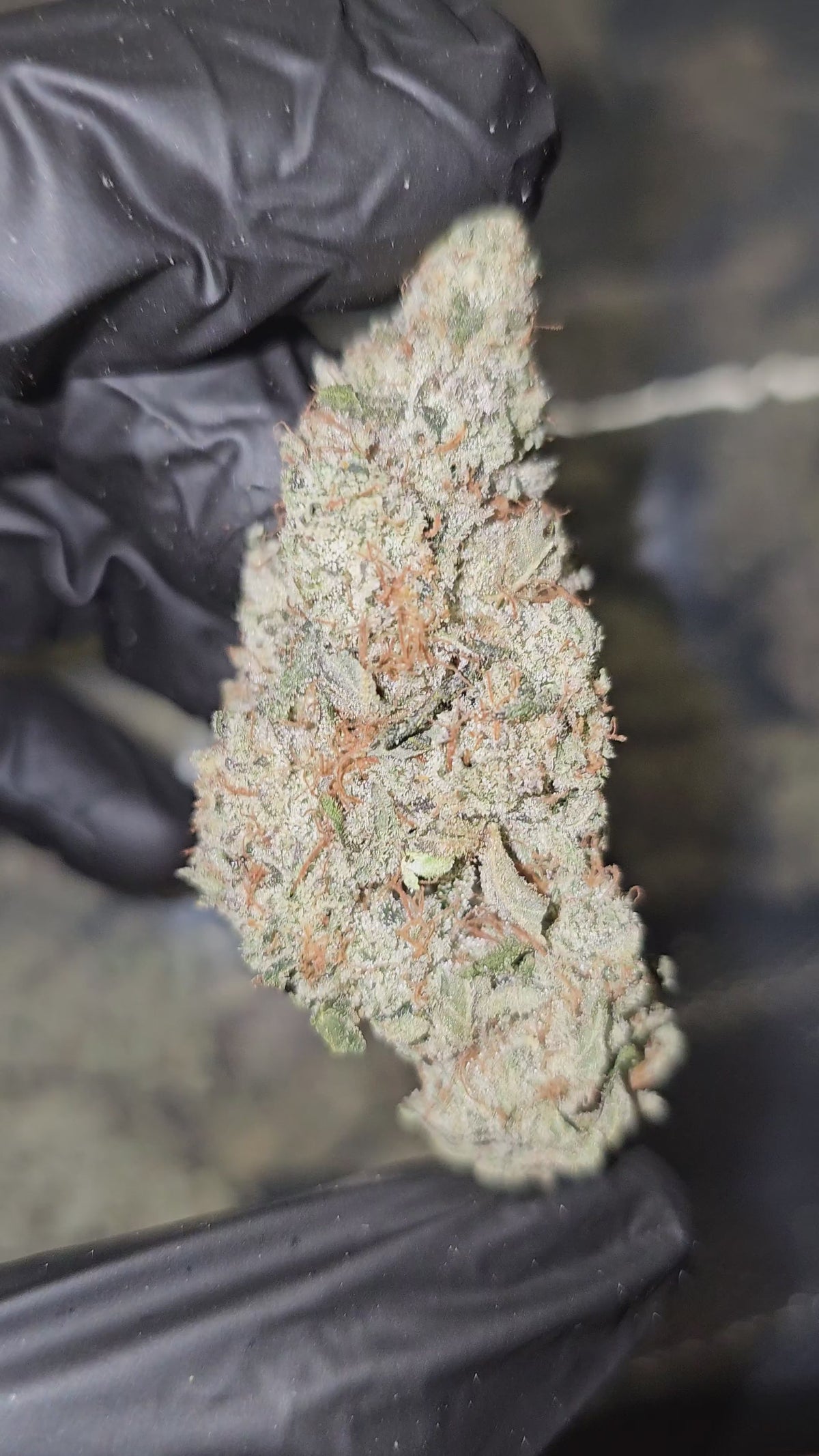 Load video: StrawnApple | First Cut Exotics | Flower