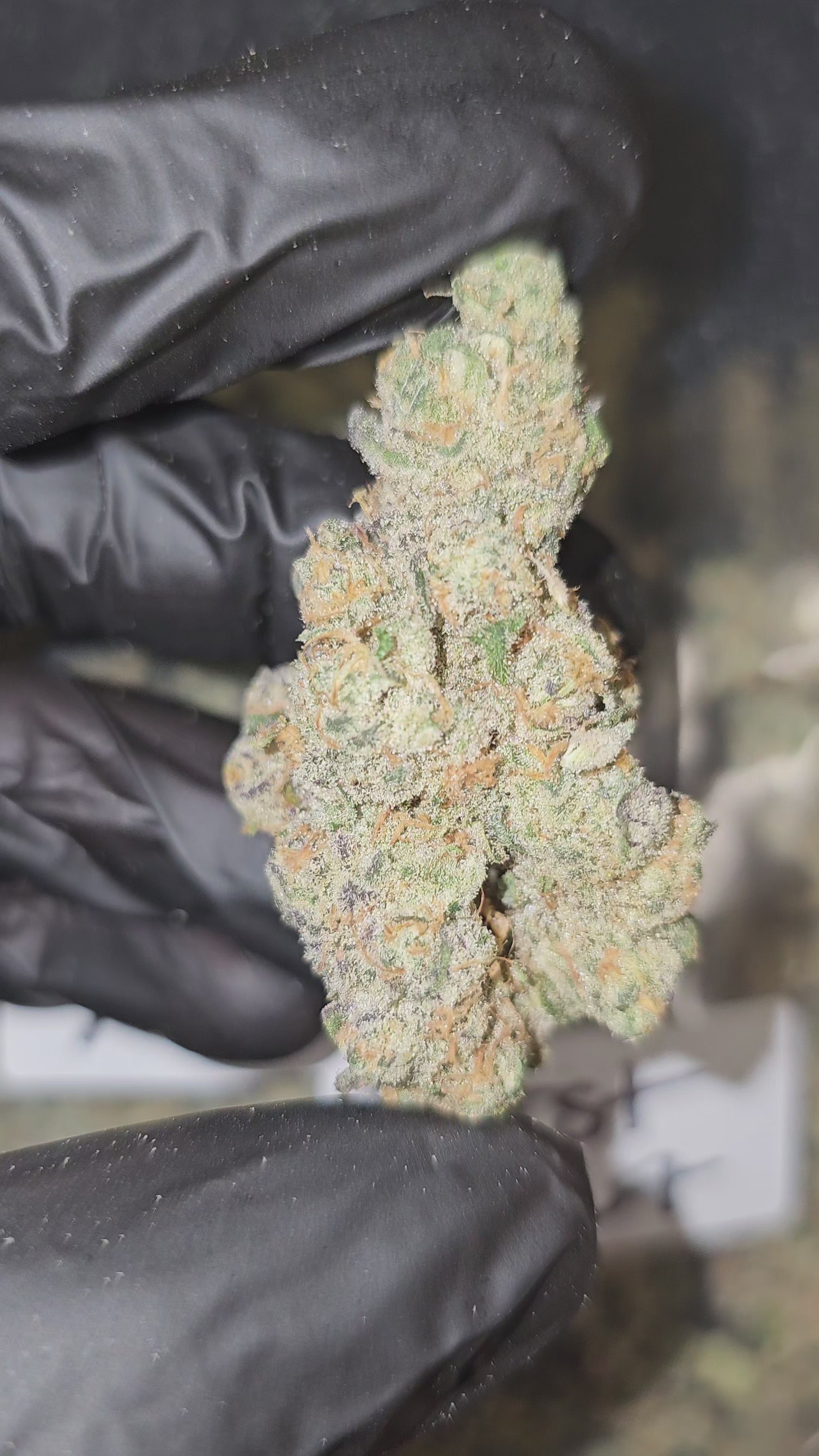 Scented Marker | First Cut Exotics | Flower