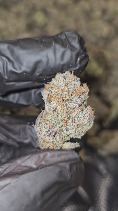 Gelato 47 | First Cut Exclusive | Flower | ON SALE