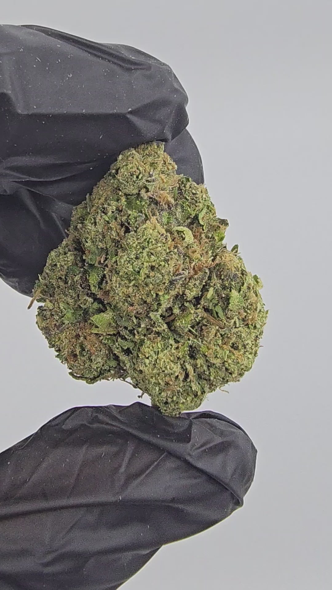 Load video: Wonder Bread | Top Shelf | Flower