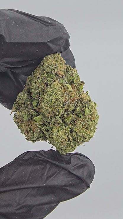 Wonder Bread | Top Shelf | Flower