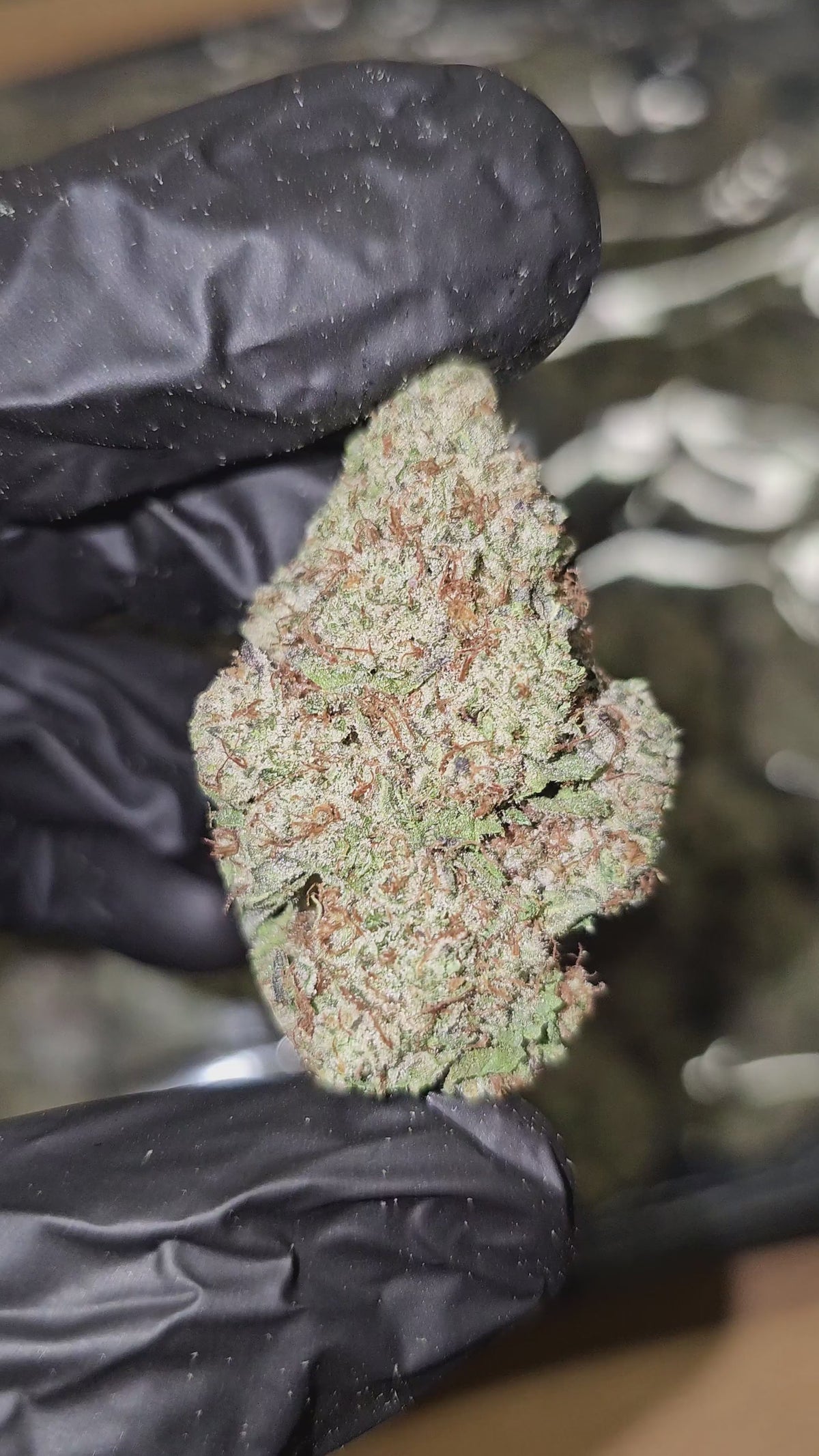 Load video: Point Breeze | Boutique Exotics Flower | On Sale