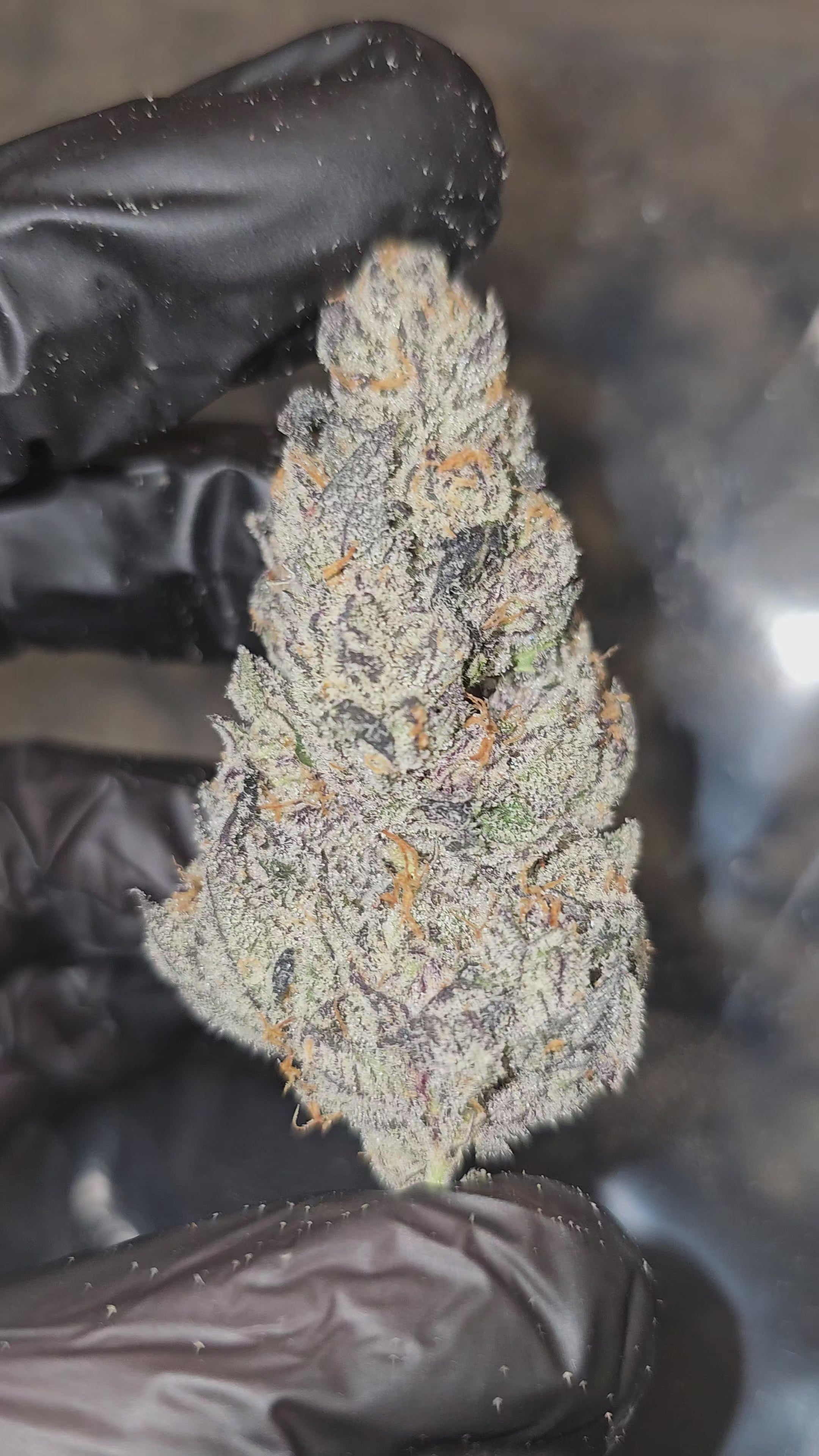 Load video: Diesel's Rainbow | First Cut Exotics | Flower