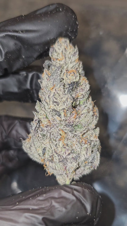 Diesel's Rainbow | First Cut Exotics | Flower